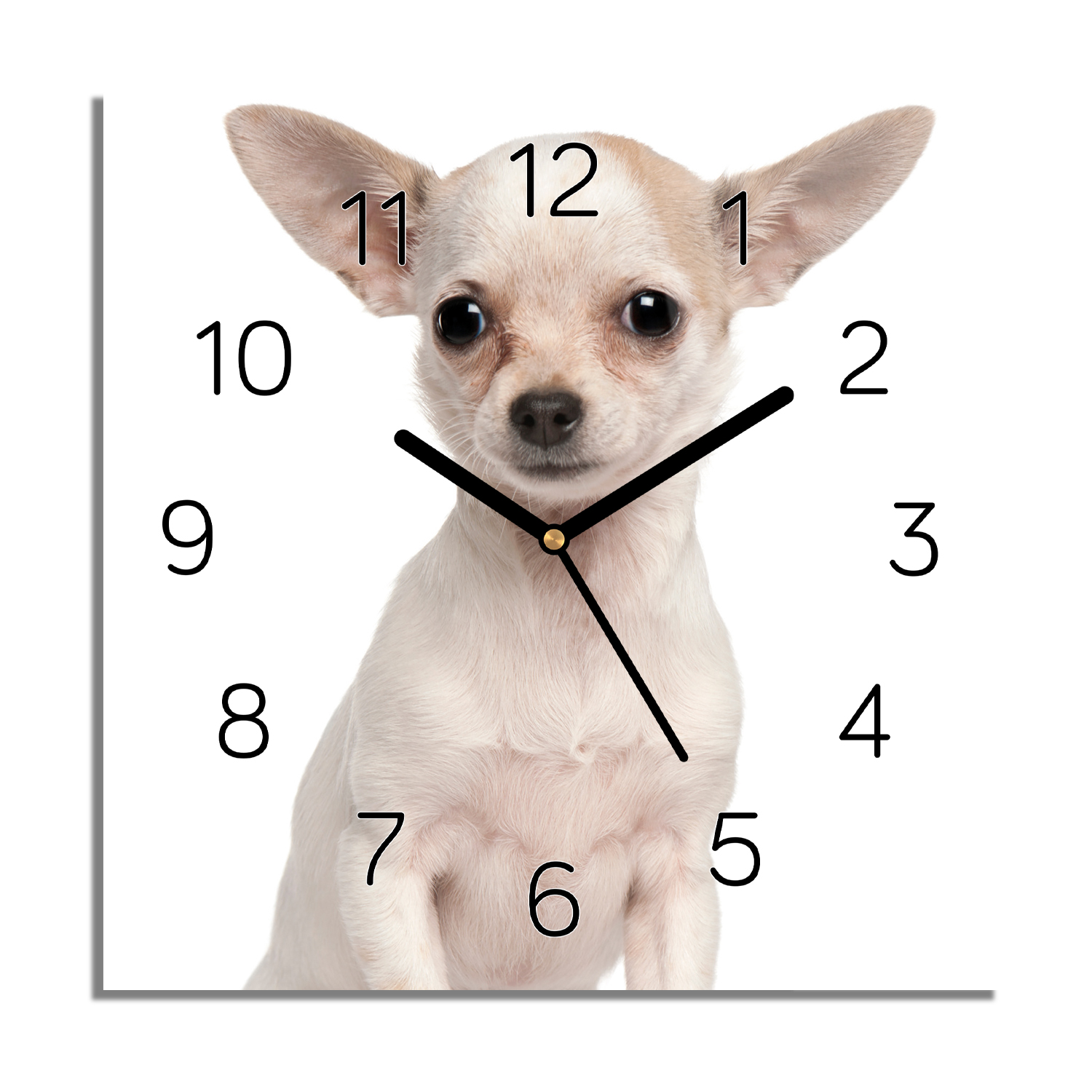 

Chihuahua szczeniak zegar na szkle z foto 30x30