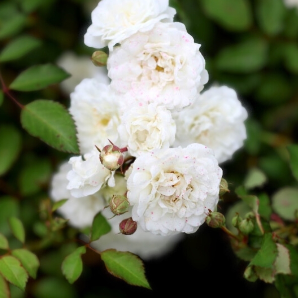 RÓŻA OKRYWOWA ALBA MEIDILAND BIAŁA SADZONKA P12