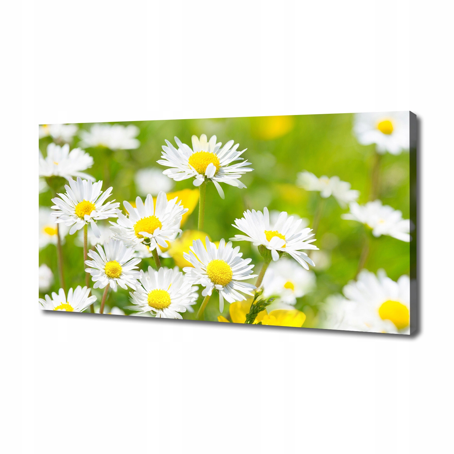 

Foto obraz canvas na ścianę Stokrotki 140x70 cm