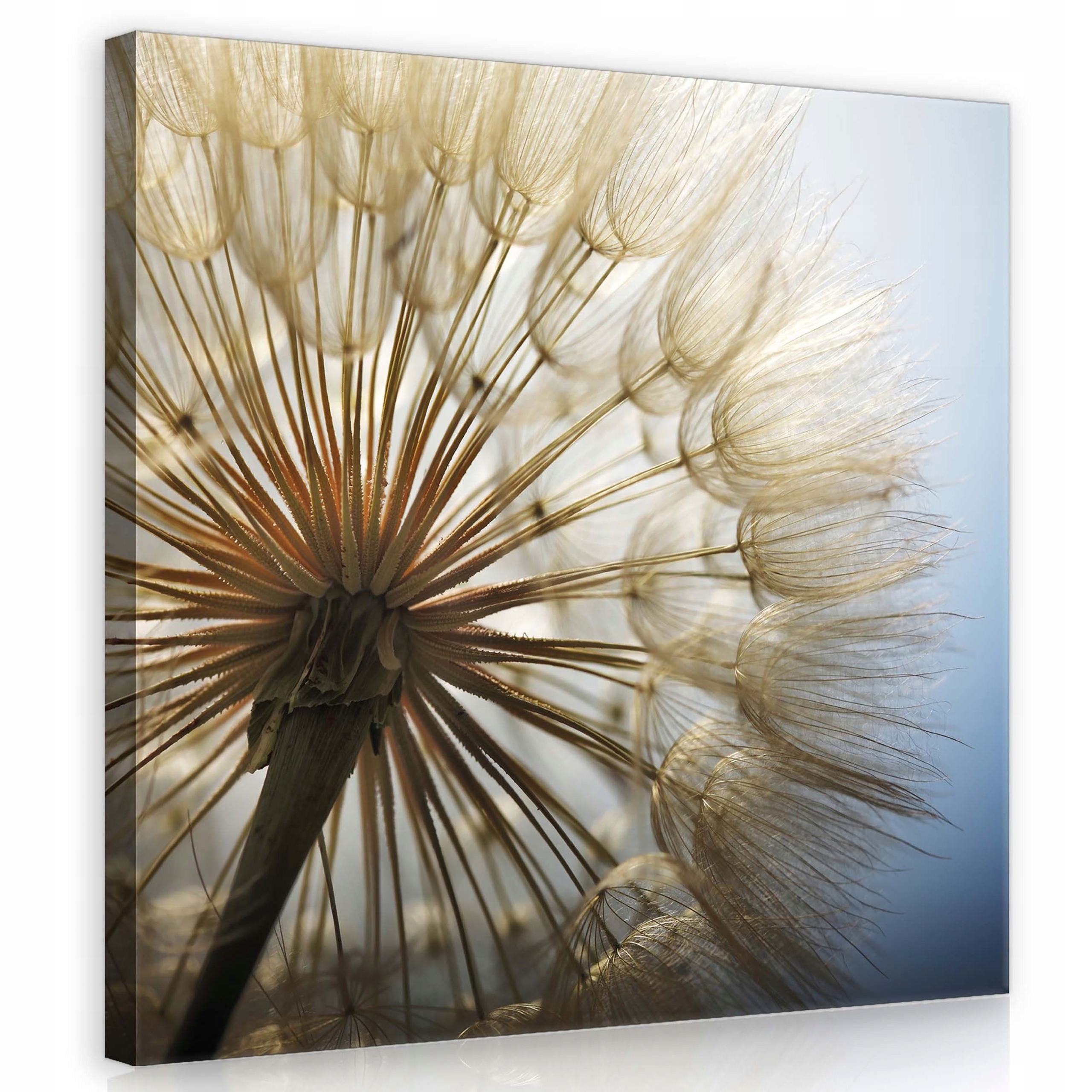 Obraz 80x80 Pampeliška lékařská semena pampeliška příroda léto jemný