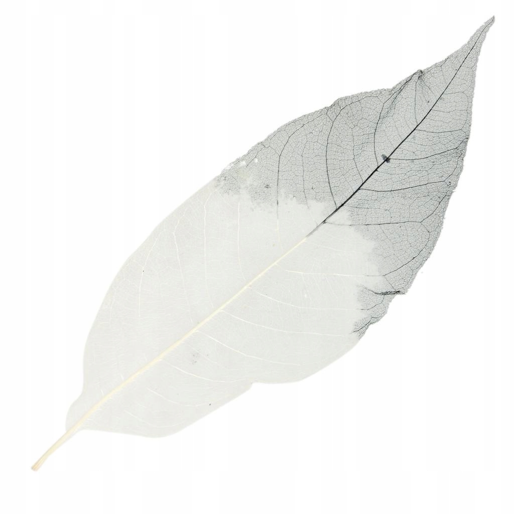 Liście szkieletu Format A2