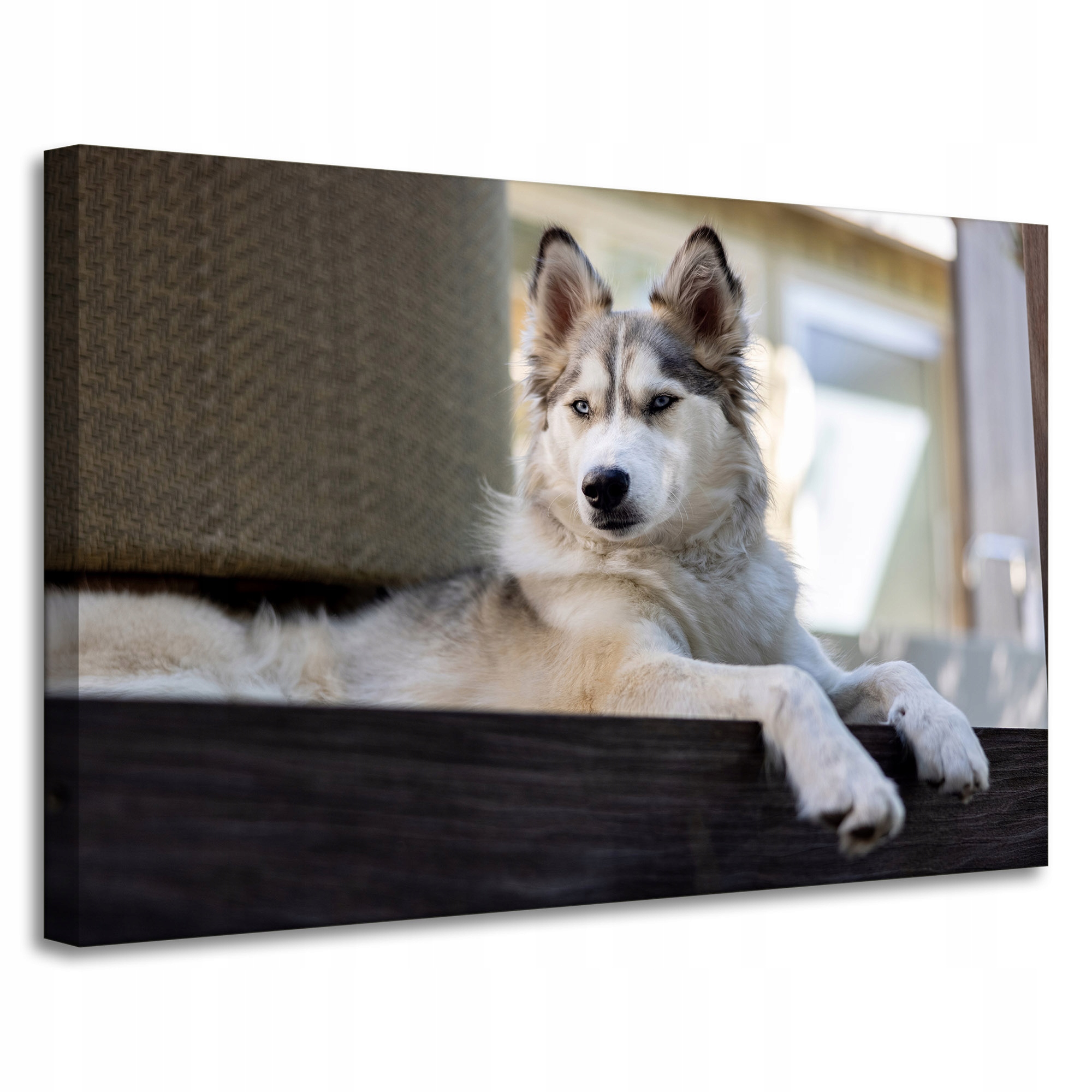 Obrazy na plátně Zvířata Pes husky 90x60 cm