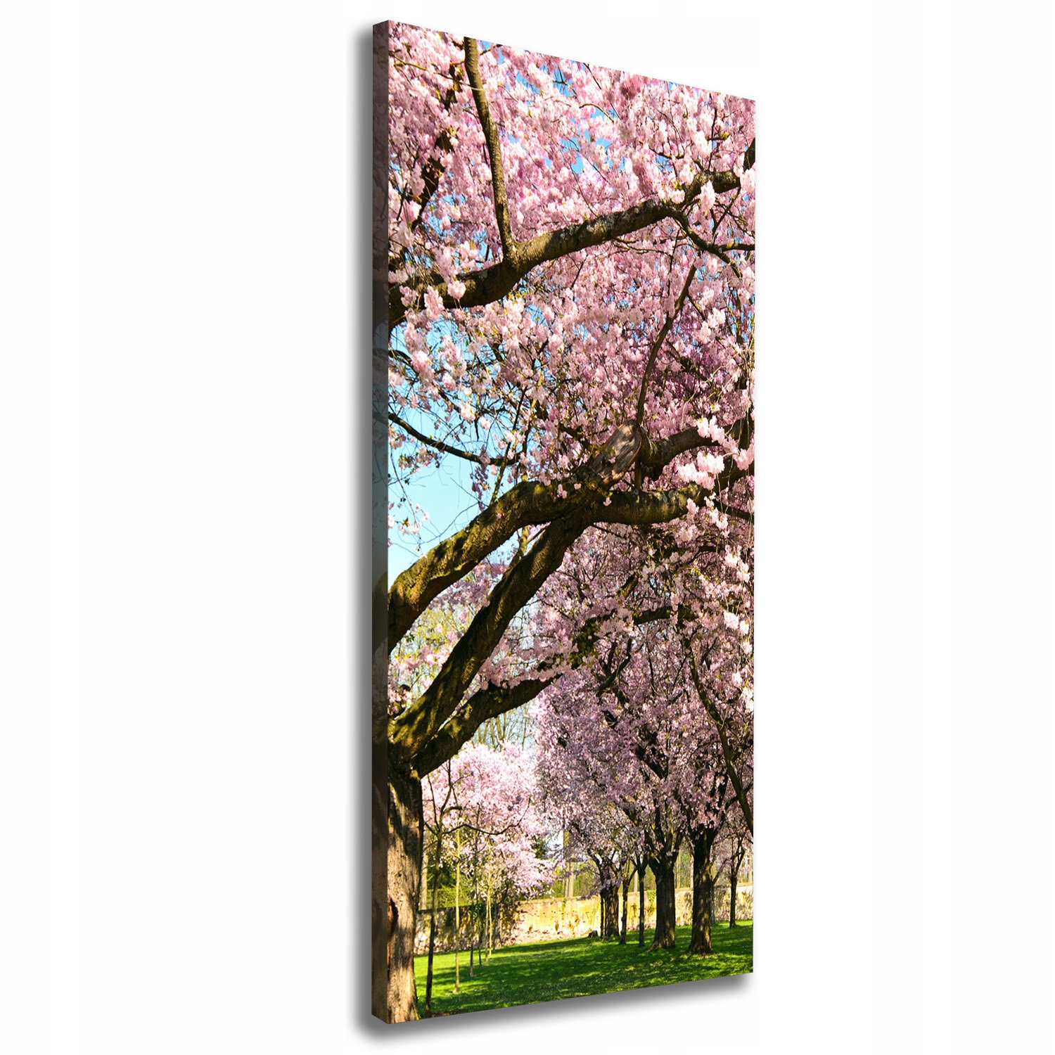 

Foto obraz canvas do salonu Drzewa wiśni 50x125