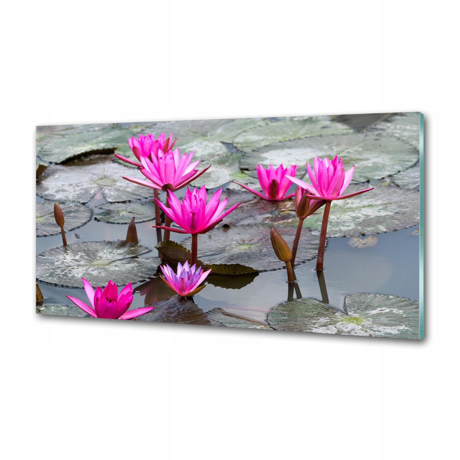 Panel dekor sklo Lotosový kvet 120x60 cm Lepidlo