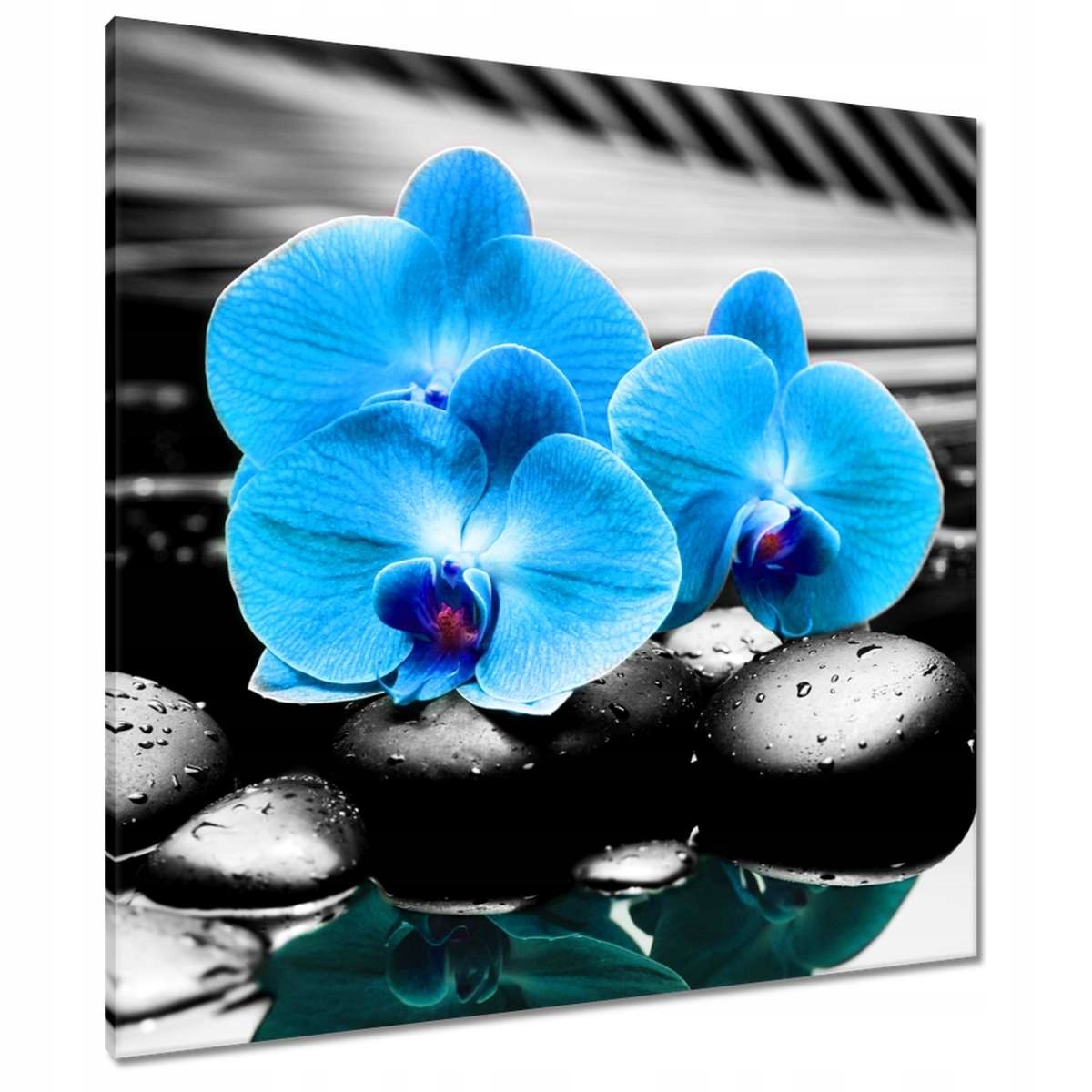 Obrazy 80x80 Modrý orchidej