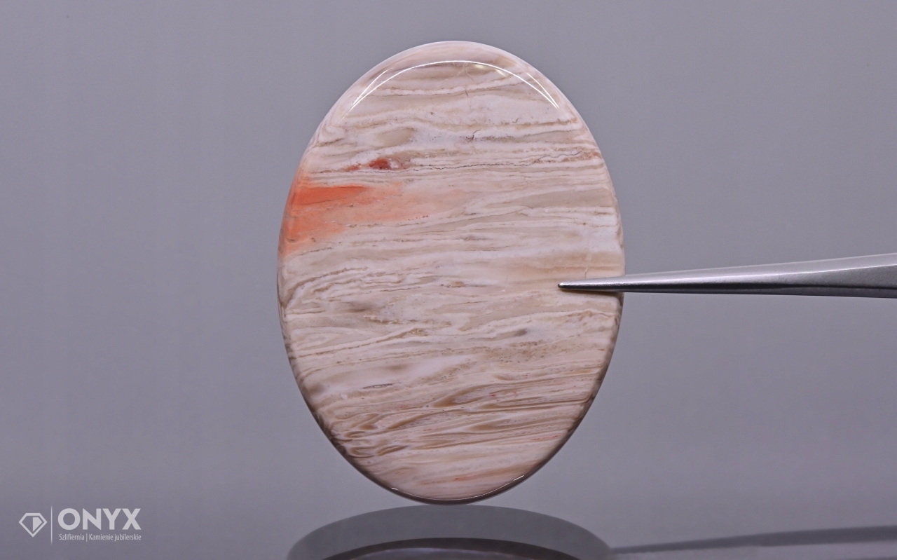 Zkamenělá palma konvexní mělká ovál 40x30,5 mm