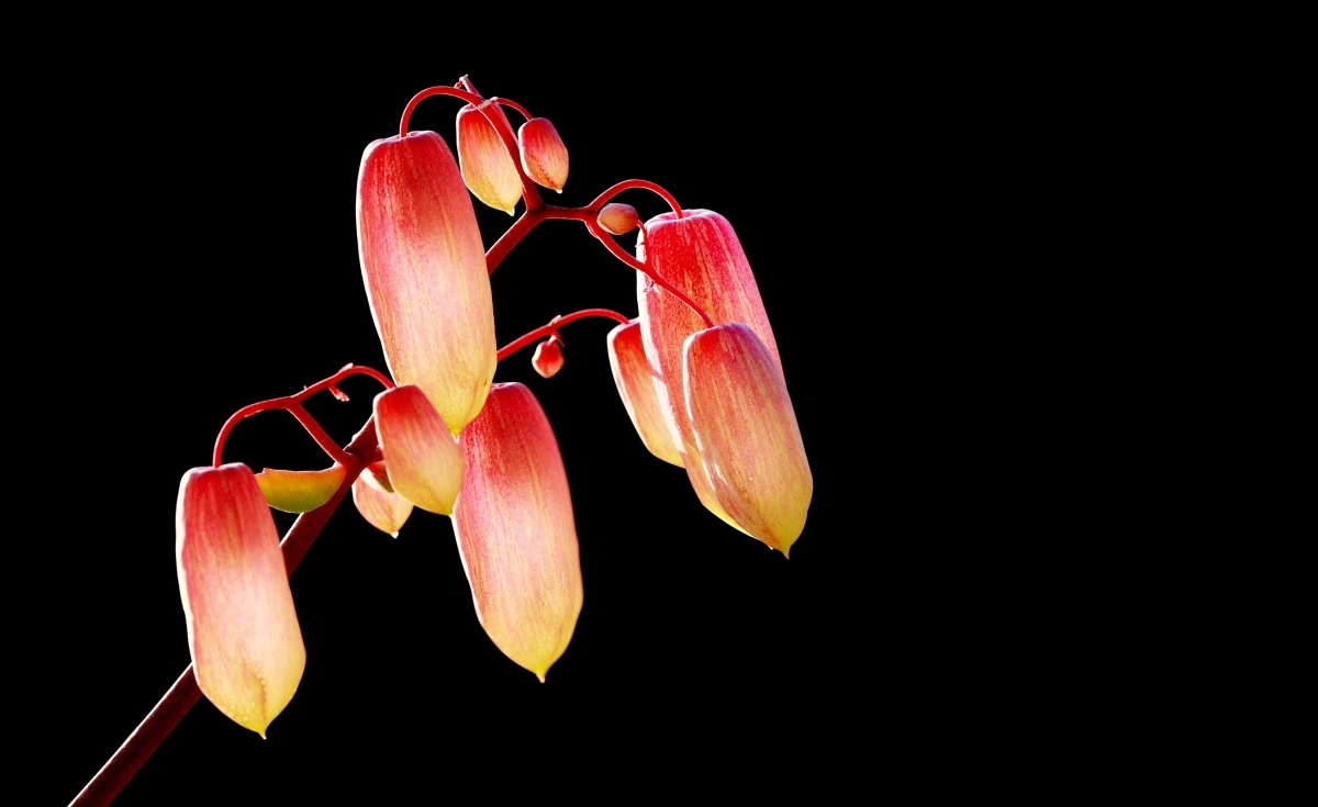 

Fototapeta Flizelinowa Kwiaty Czarne - 416x254