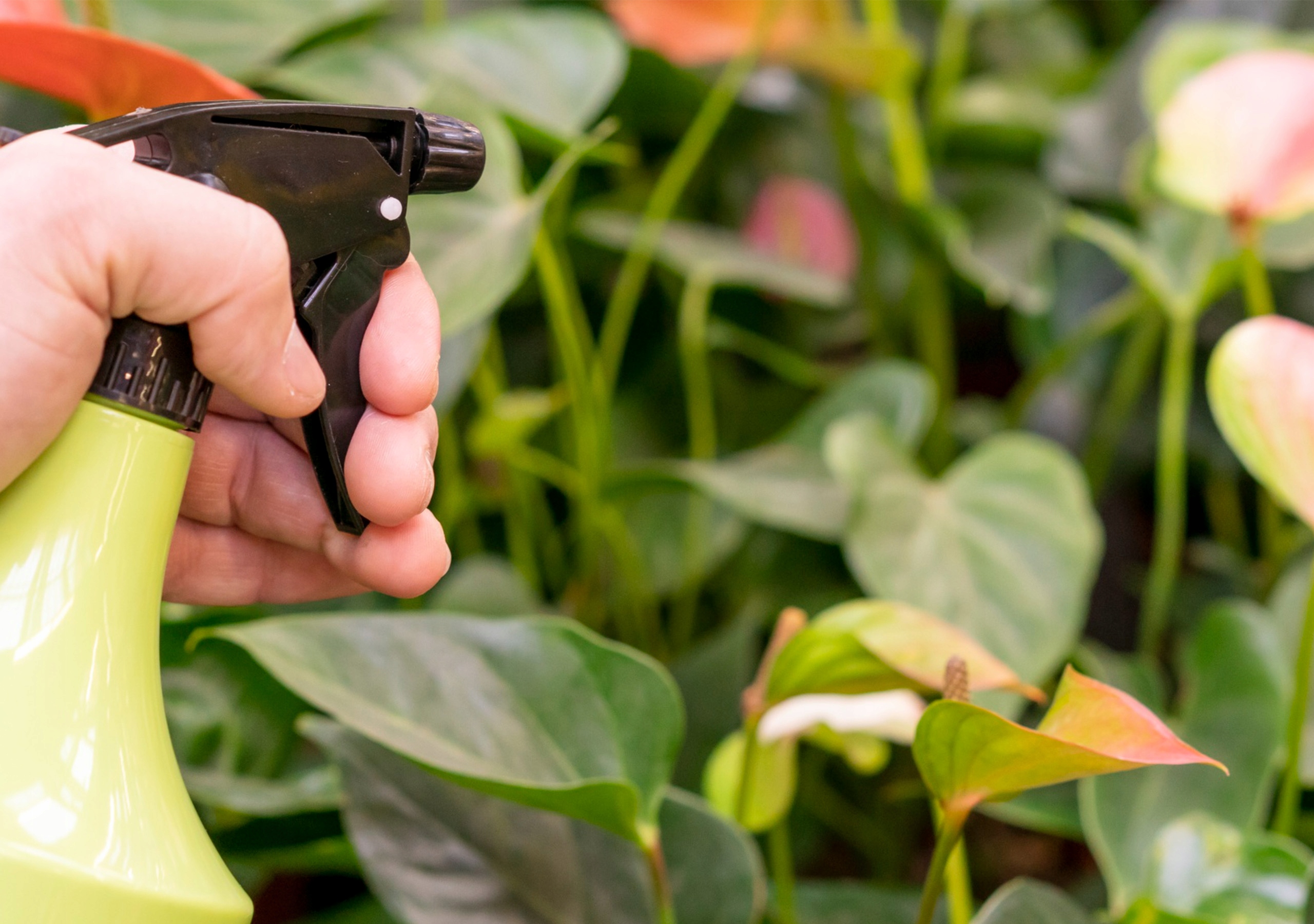 NATURALNY PREPARAT Z POKRZYWY NO PEST ŚRODEK PŁYN NA MSZYCE I OWADY ROŚLIN Producent No-Pest