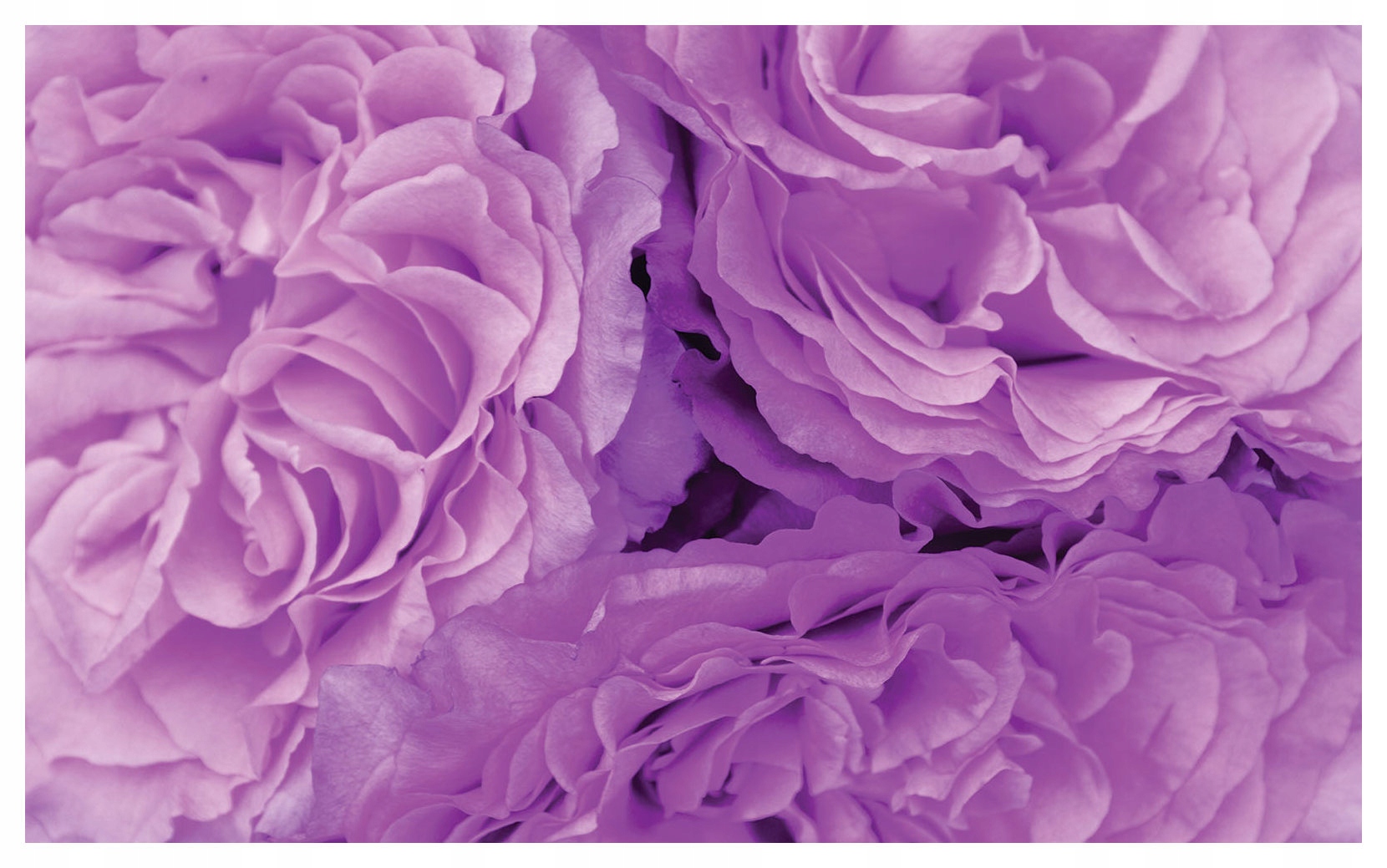 Fototapeta Fialové růže vinylová romantika a elegance 254x184 lepidlo