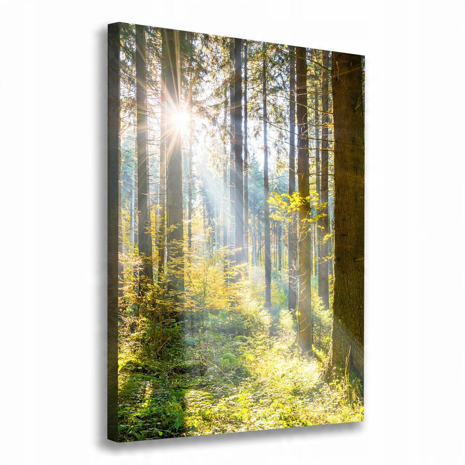 

Foto obraz canvas na ramie Słońce w lesie 70x100cm