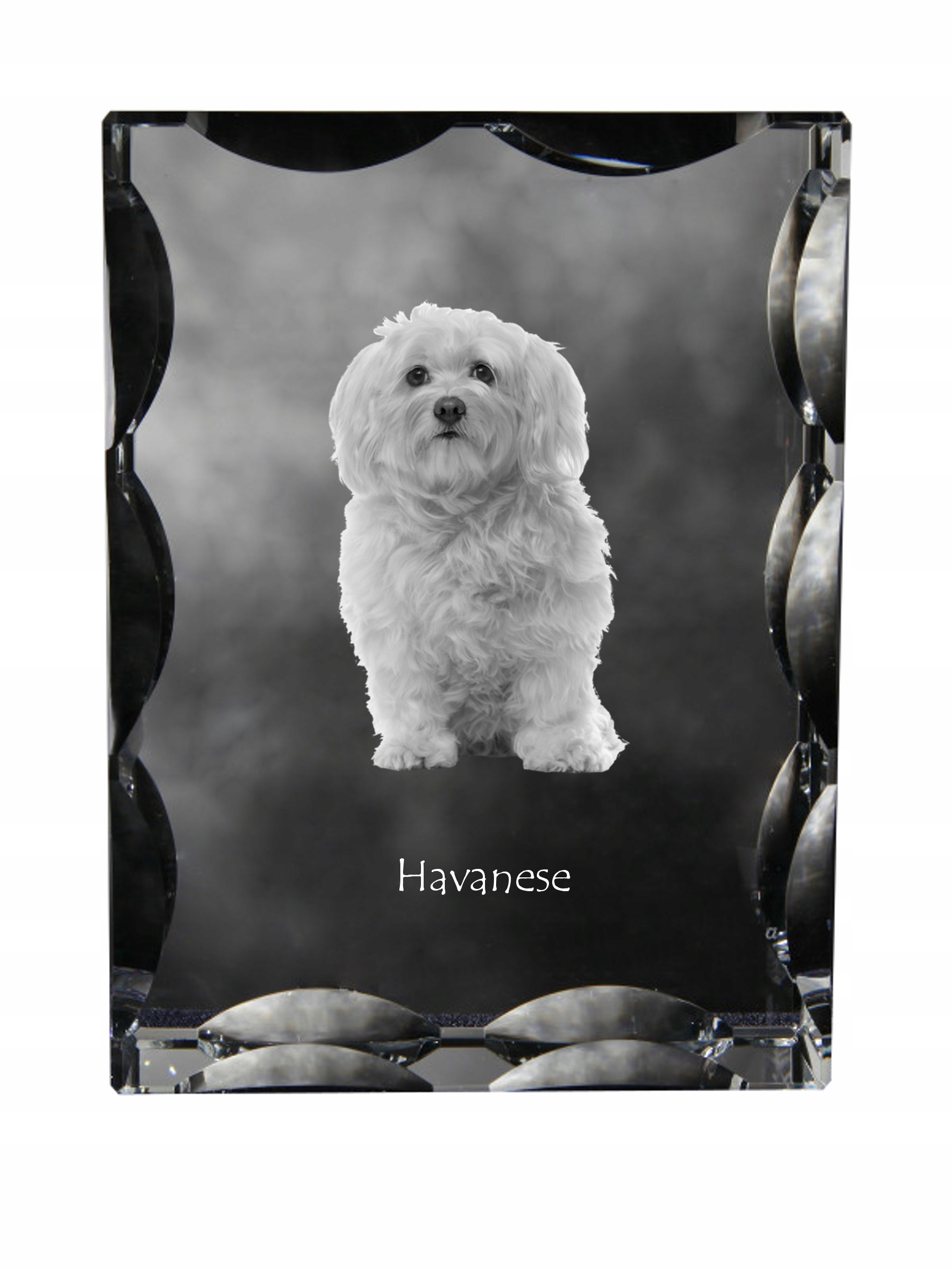 Havajčan fotografia psa v ozdobnom kryštáli, suvenír, dekorácia domu