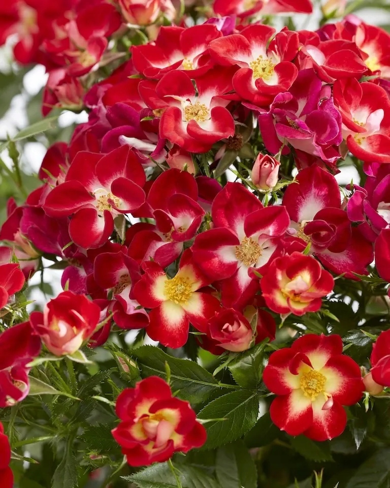 Róża 'Everglow Ruby' – Rosa, kompaktowy krzew różany, doniczka p12