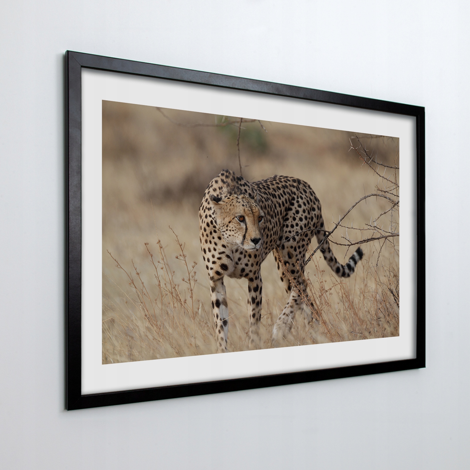 Obraz v ráme na stenu Loviaci gepard 100x70 cm