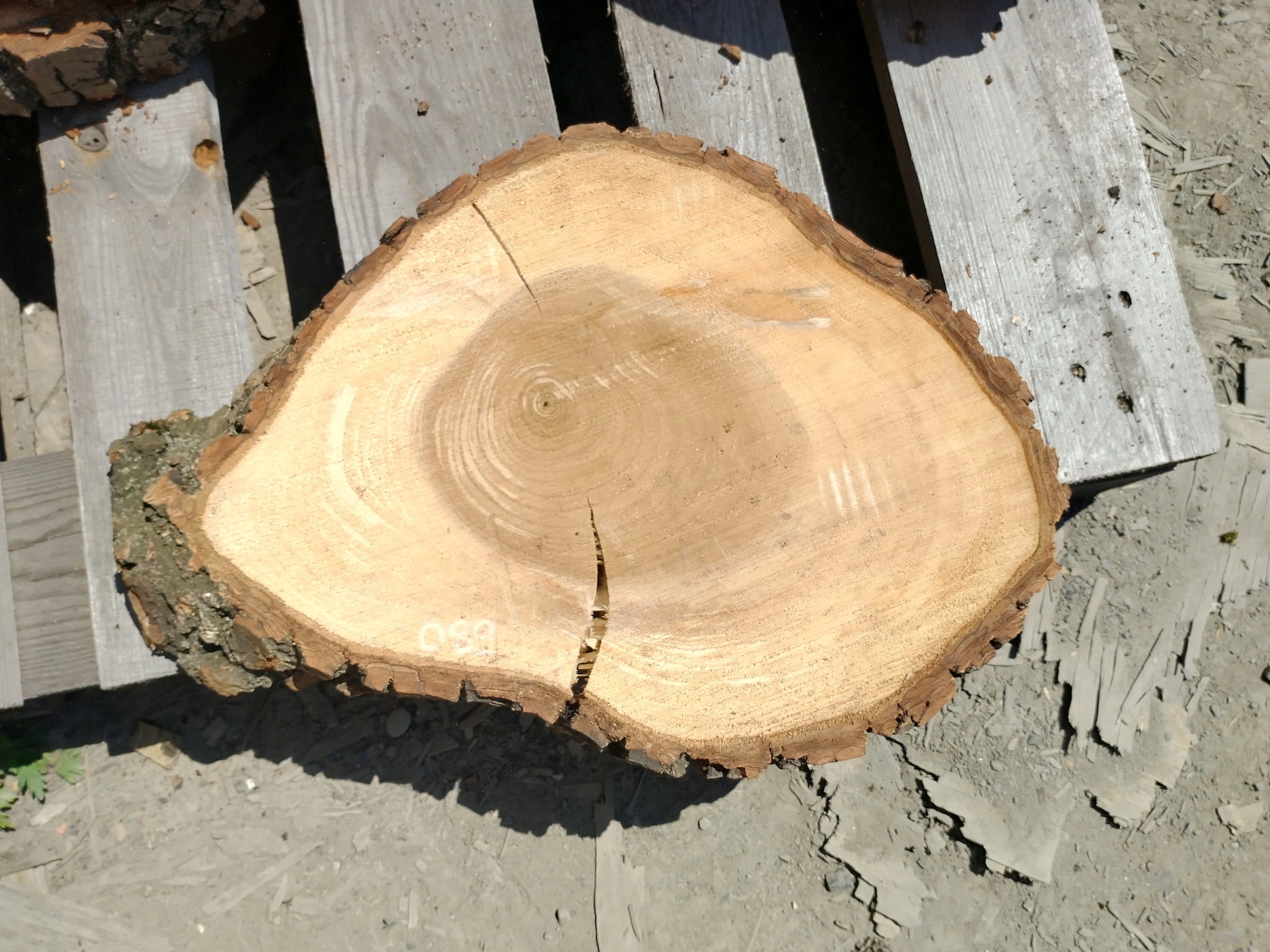 Plaster Orzecha Włoskiego po Suszarni 42x30cm Blat Marka Inna