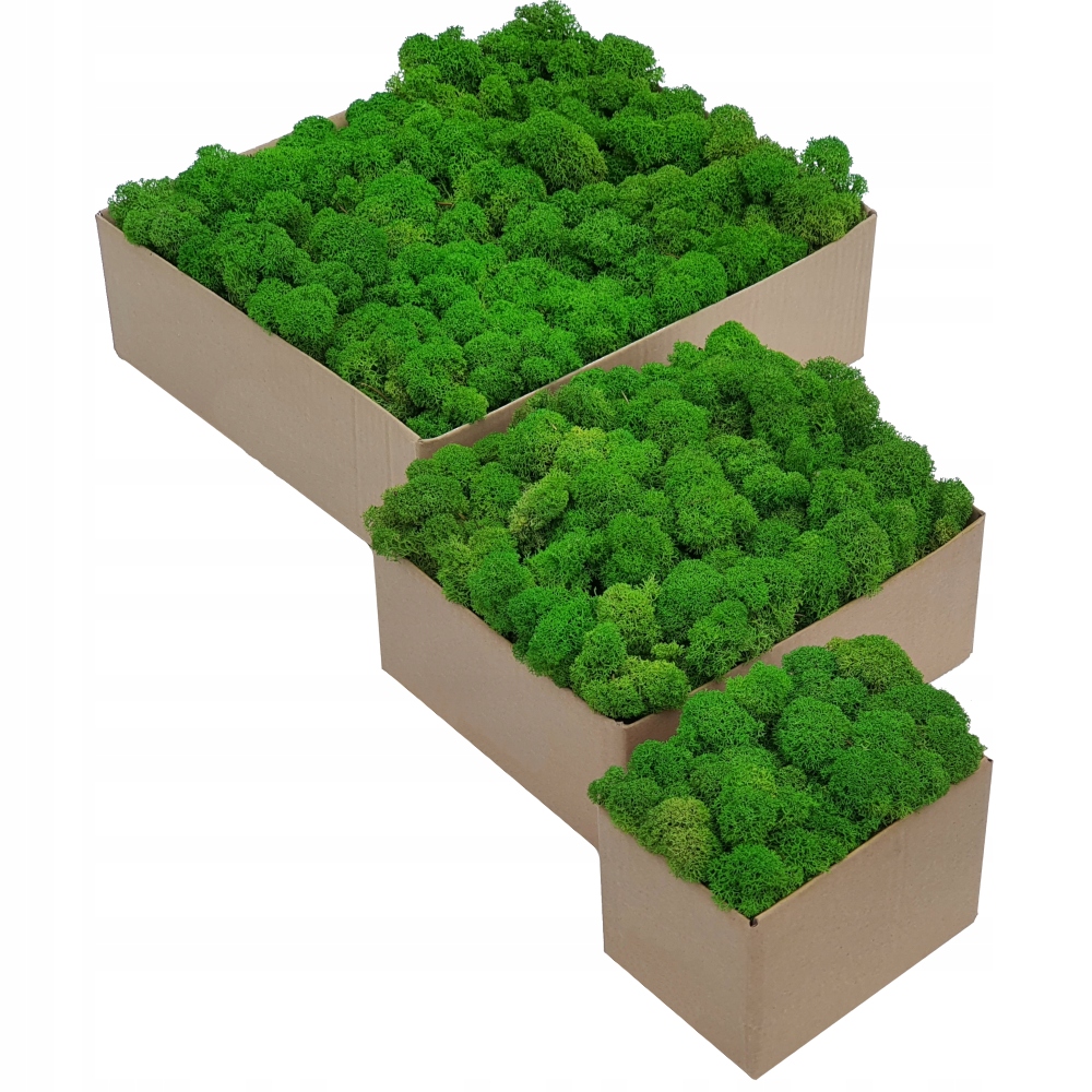 Mech Chrobotek PREMIUM Jasnozielony Jabłkowy 1kg Marka inna