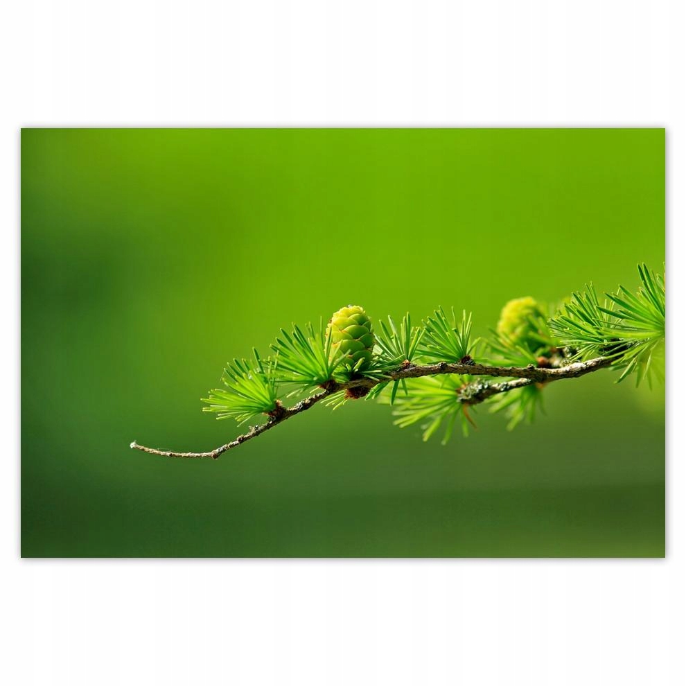 

Plakat 93x62 Drzewo Drzewa Widok