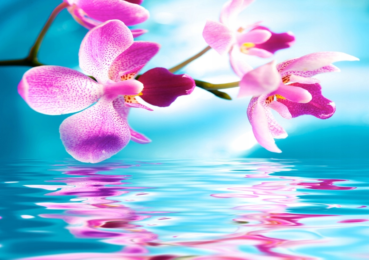 

Fototapeta Flizelinowa Orchidea Woda 312x219