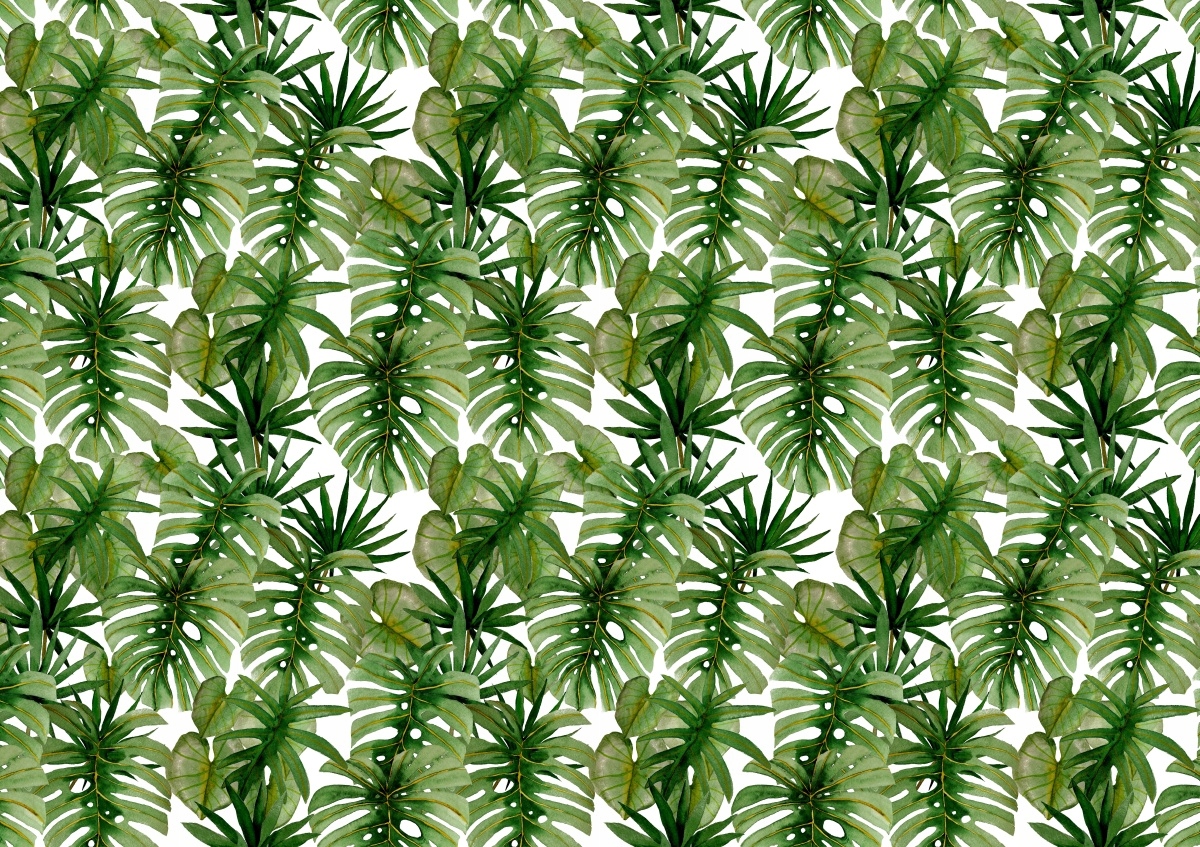 

Tapeta Flizelinowa Liście Monastera - 312x219