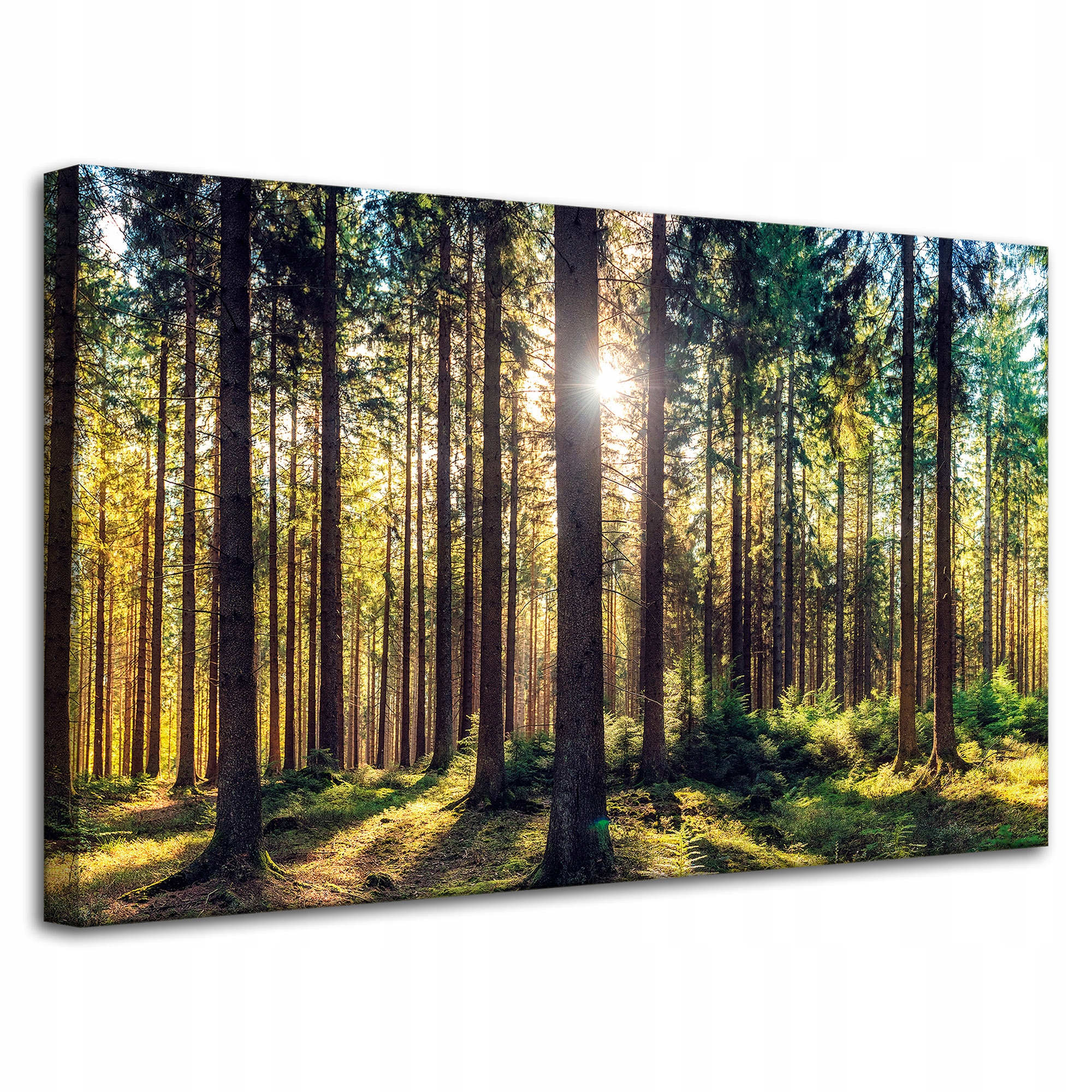 Obraz na plátně Les Slunce Stromy Jaro Ráno 80x50 cm
