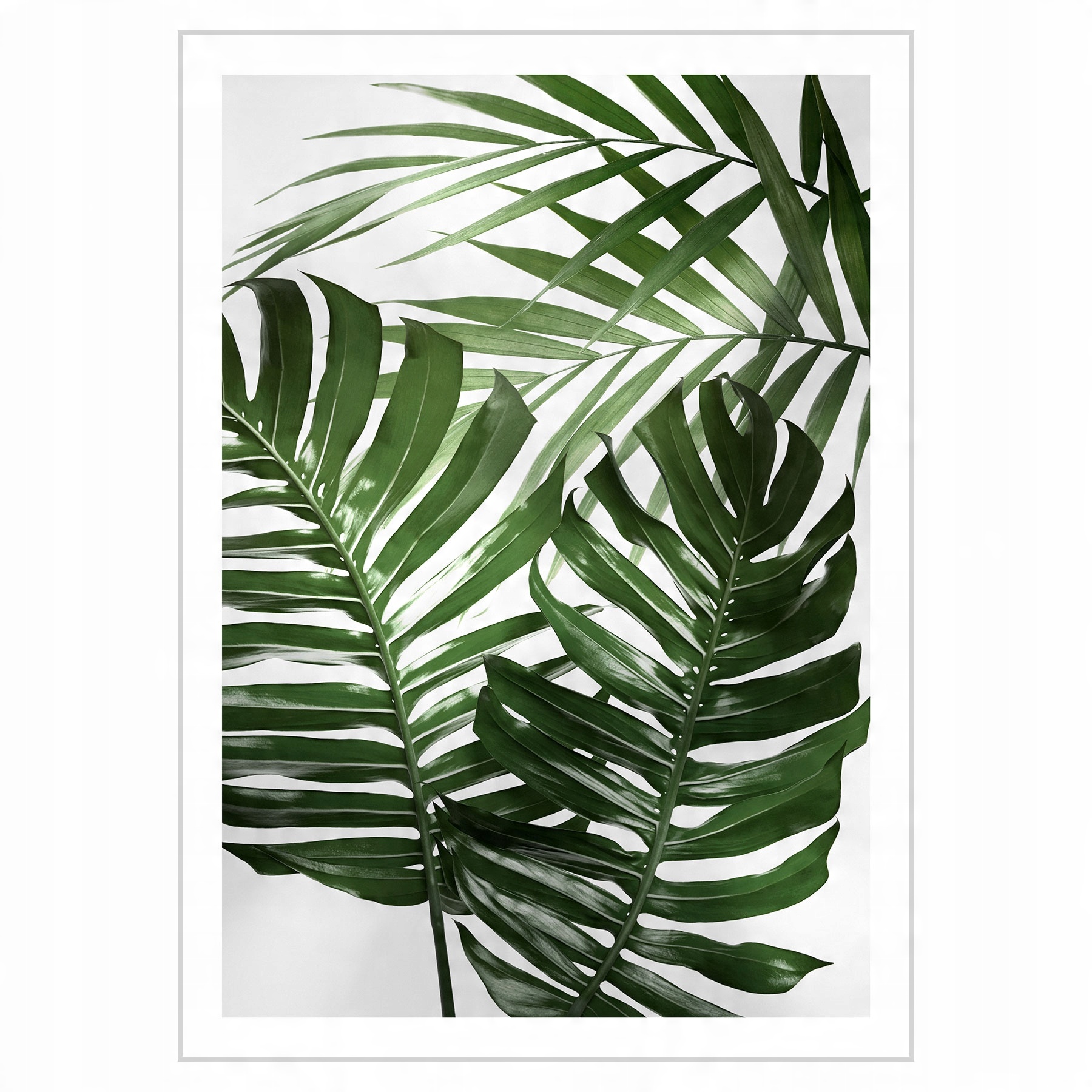 

Plakat 50x70 Liście monstery palmy No1