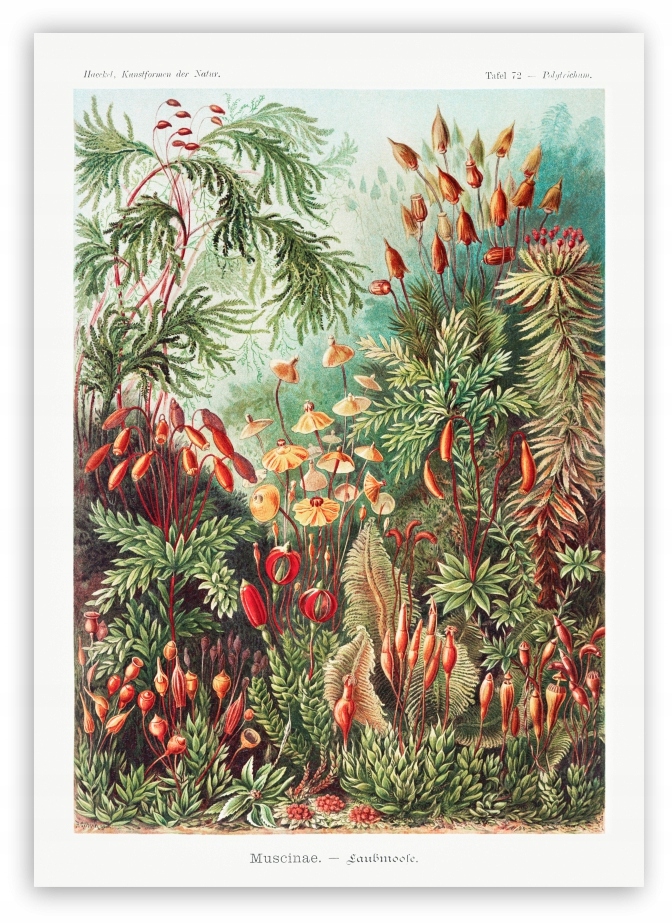 

Botaniczny Plakat rośliny kolorowe 50x70cm #244