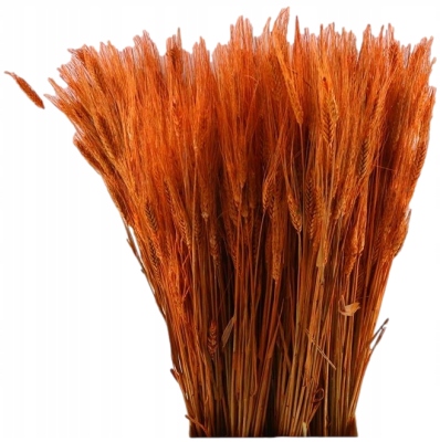 PSZENŻYTO POMARAŃCZOWE SUSZONE ZBOŻE KŁOSY PALMA