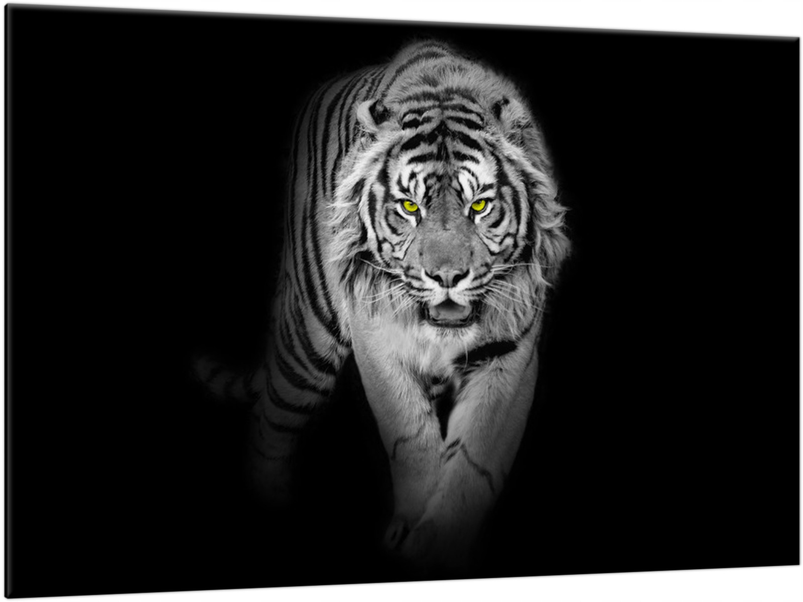 

Obrazy 3D Obraz 120x80 Tygrysy Koty Czarno-Biały
