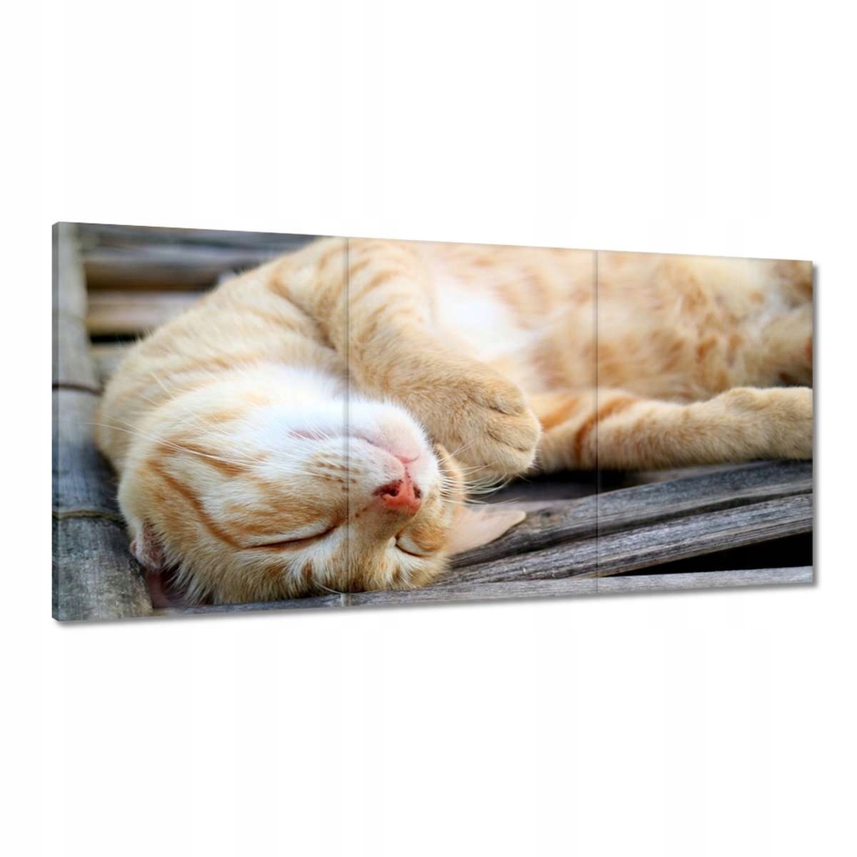 Obrazy 120x60 Kočka Kotě Kočičky Kočička