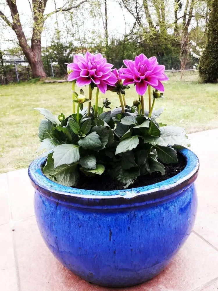 KOBALTOWA DONICA DONICZKA SZKLIWIONA - MISA Z POGRUBIONYM RANTEM 38X25 CM Marka Polnix