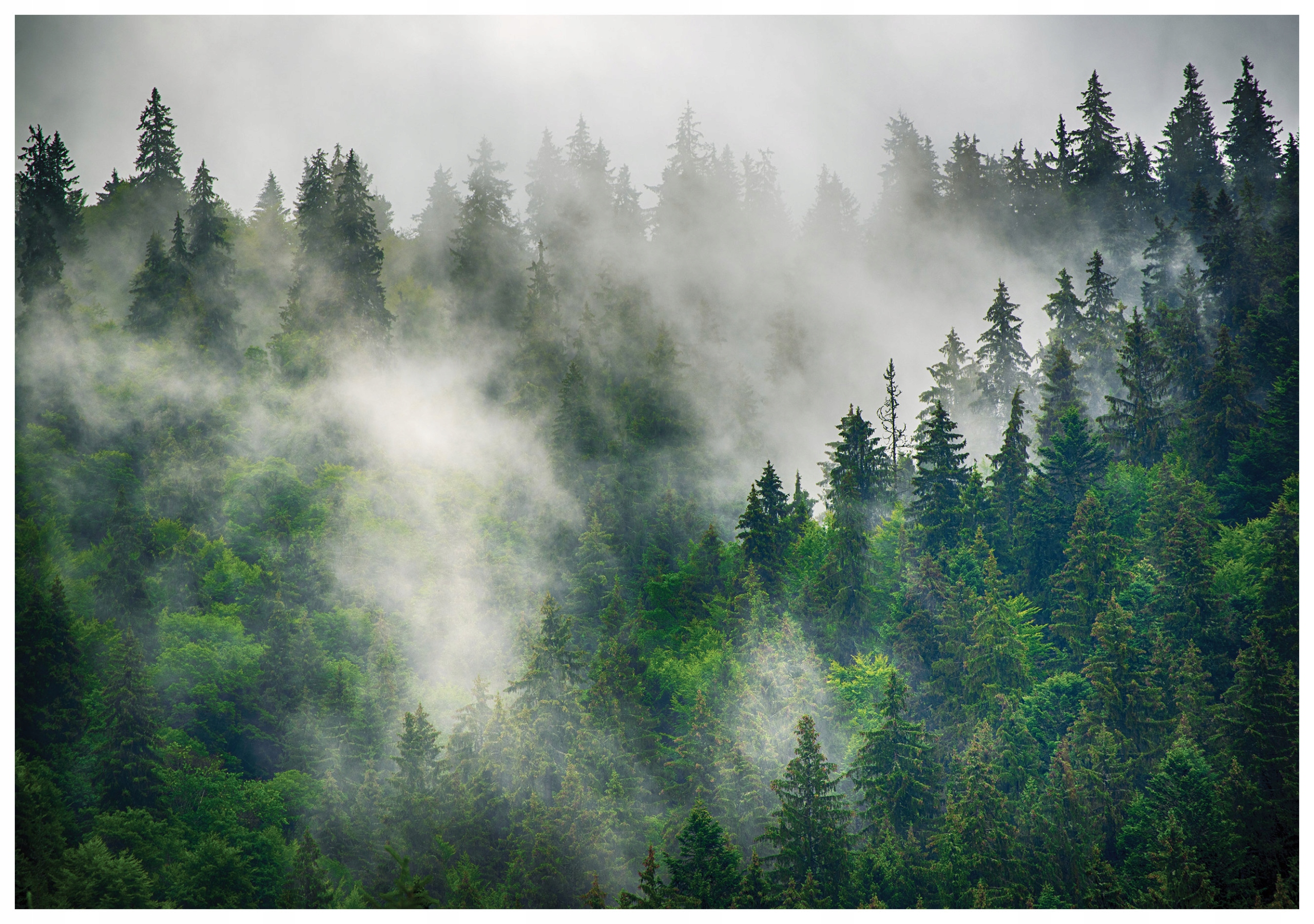 Vliesová fototapeta Mlžný les Zelená symfonie přírody 312x219 lepidlo