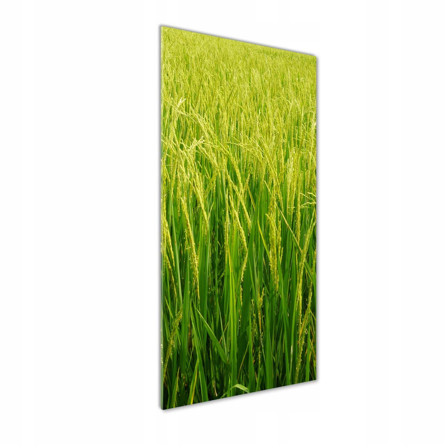 Fotoobraz akryl do obývacího pokoje Rýžová plantáž 50x125 cm