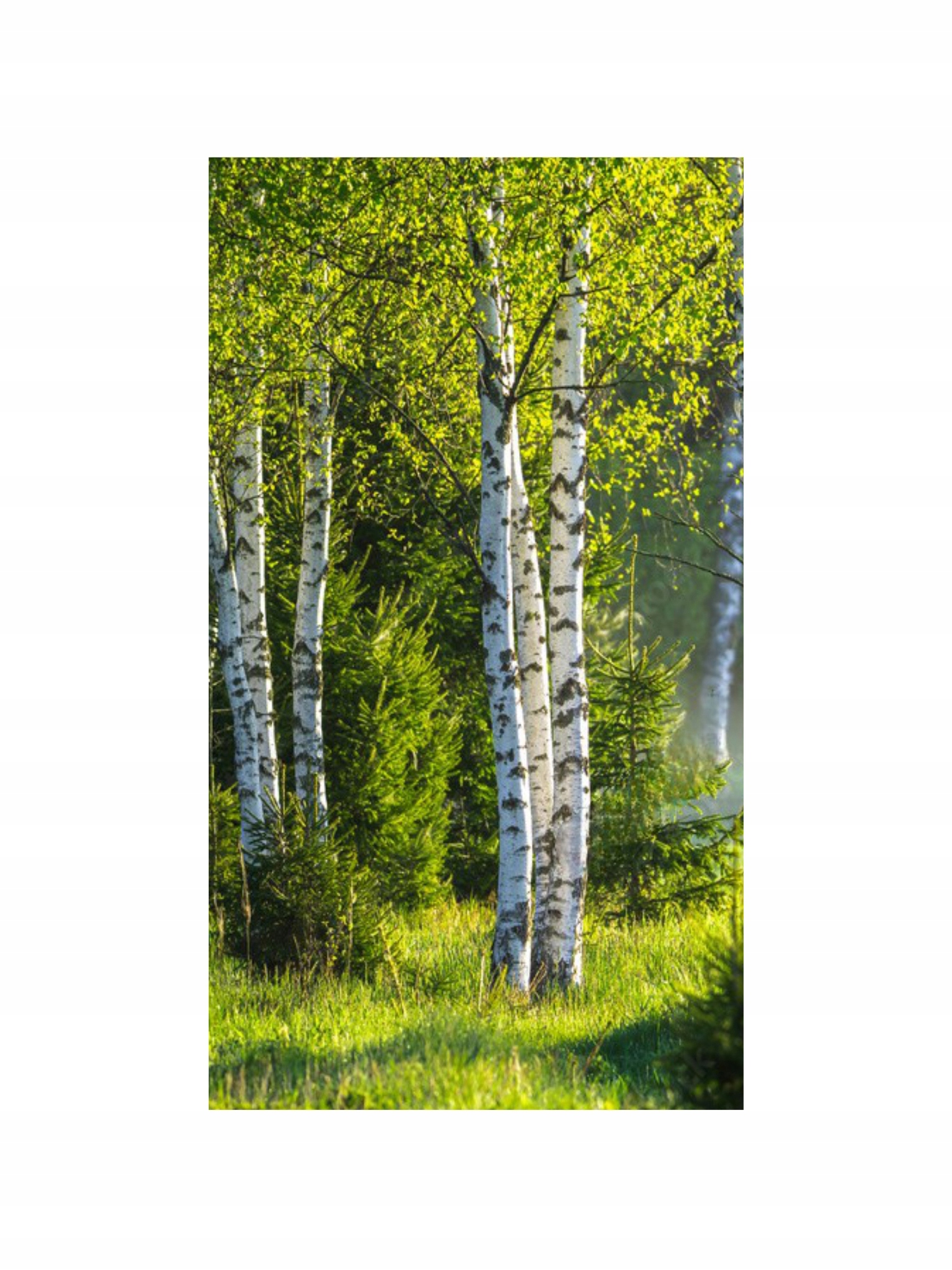 Vertikálny Dekoratívny Radiátor S Obrázkom 970/545 ART47