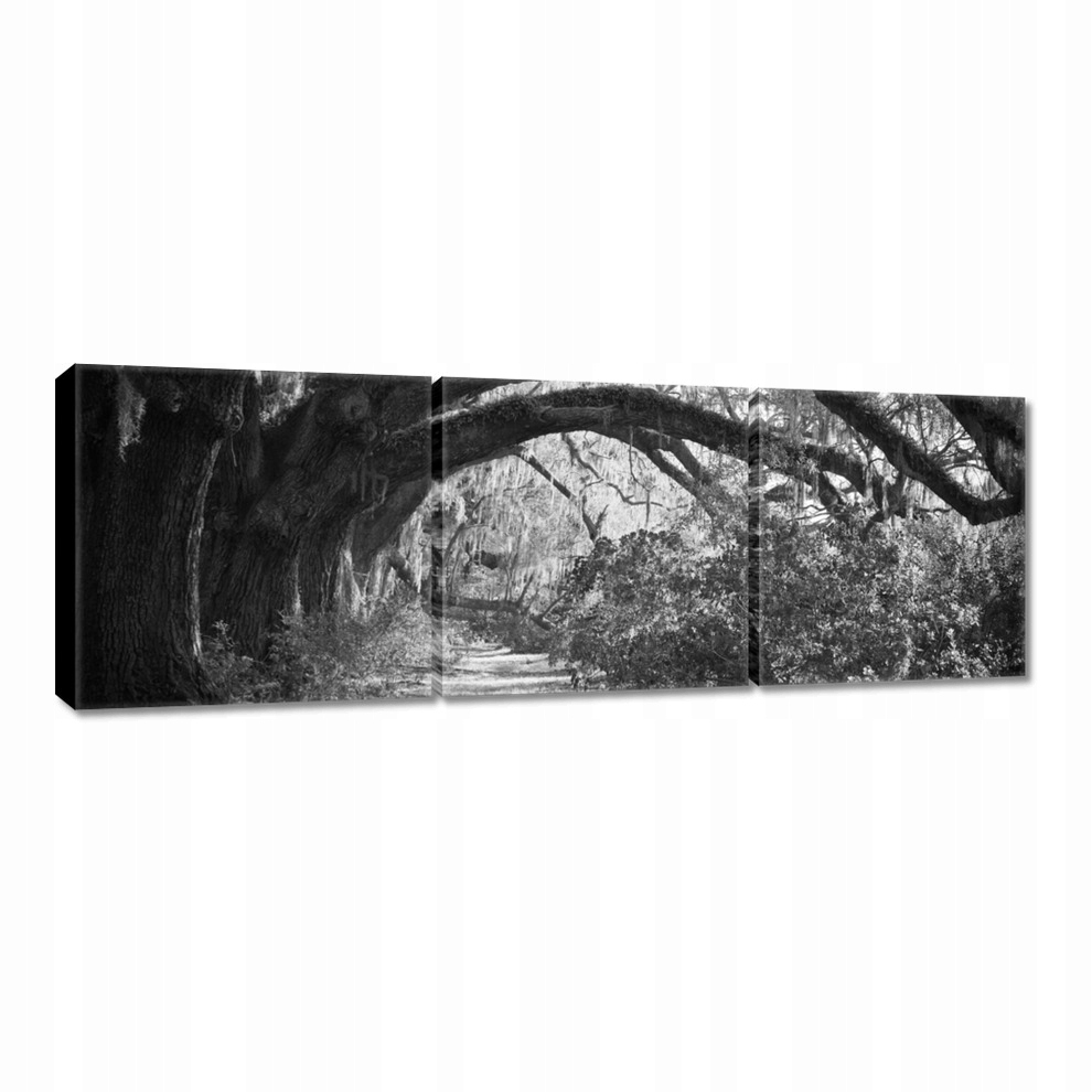 

Obrazy 60x20 Dęby w parku