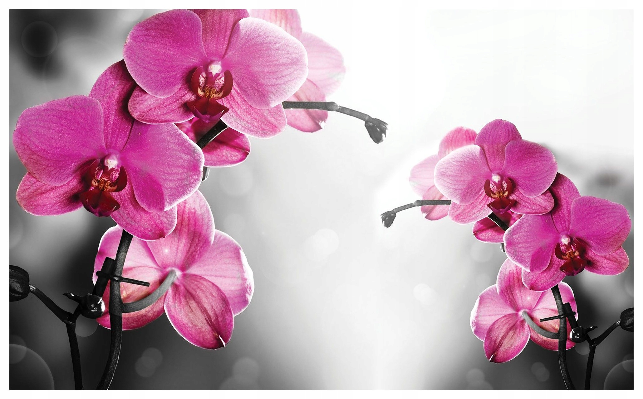 Vliesová fototapeta Orchideje elegance a harmonie květin 368x280 lepidlo