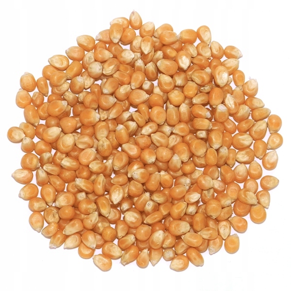 Kukurydza popcorn 25 kg ziarno popcornu do prażenia bez soli prażenie