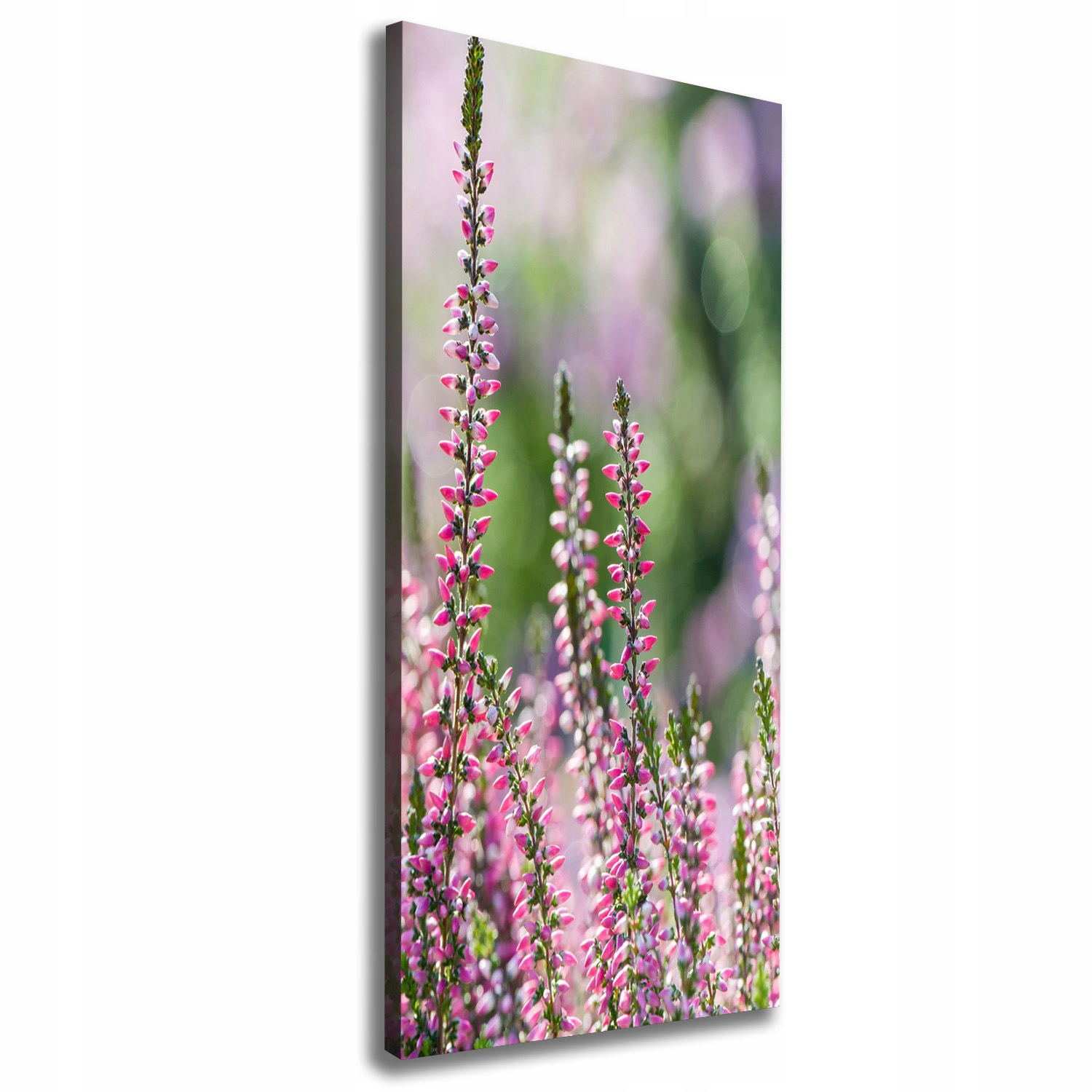 

Foto-obraz zdjęcie na płótnie Wrzos 50x125 cm