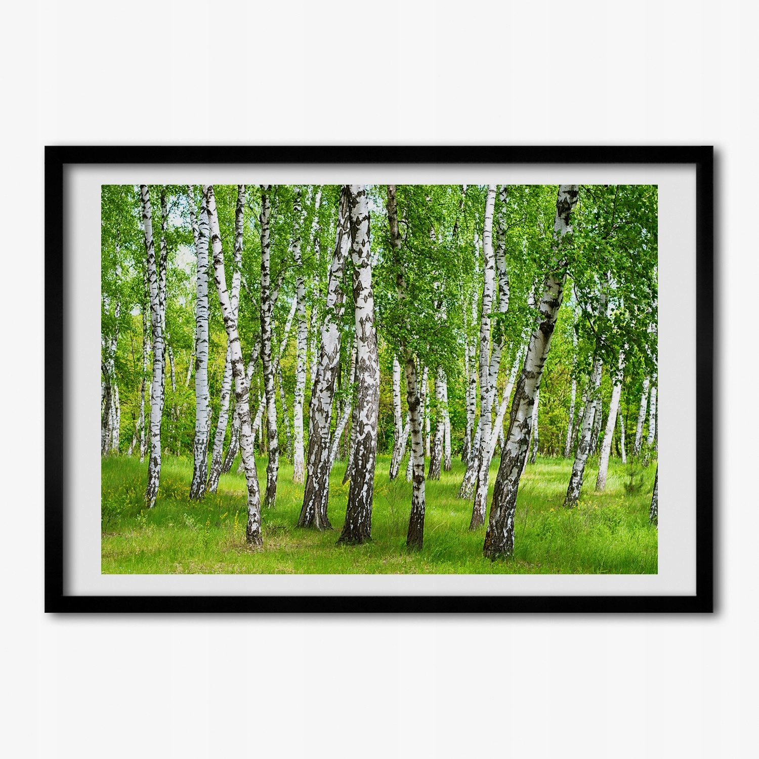 Nástěnná grafika s rámečkem mdf Břízový les 100x70 cm