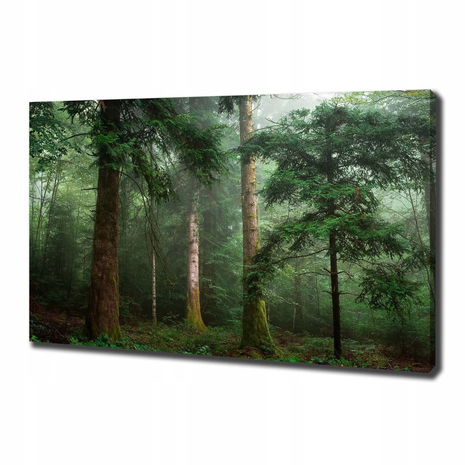 

Duży foto obraz na płótnie Mgła w lesie 100x70 cm