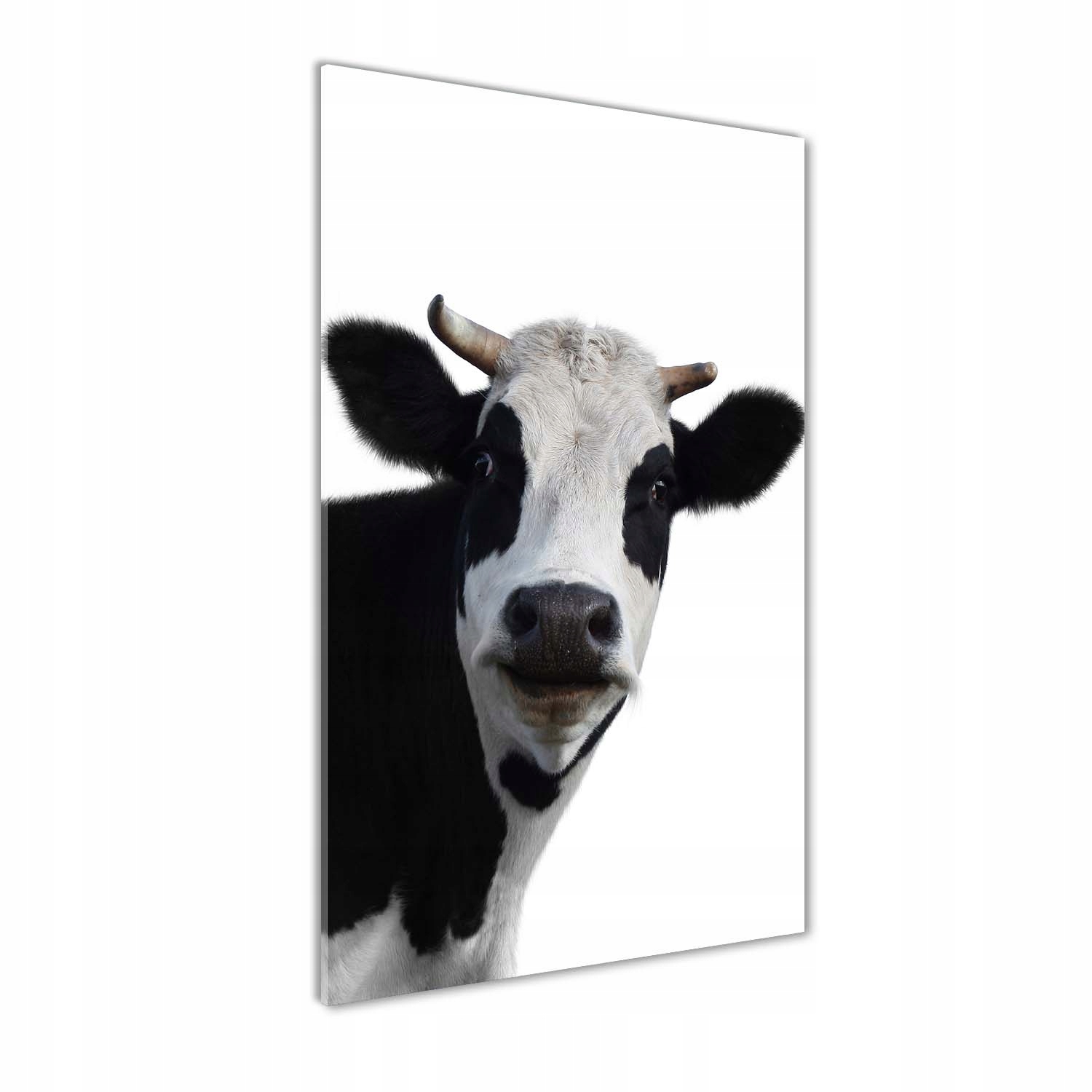 

Foto obraz szkło hartowane Łaciata krowa 60x120 cm