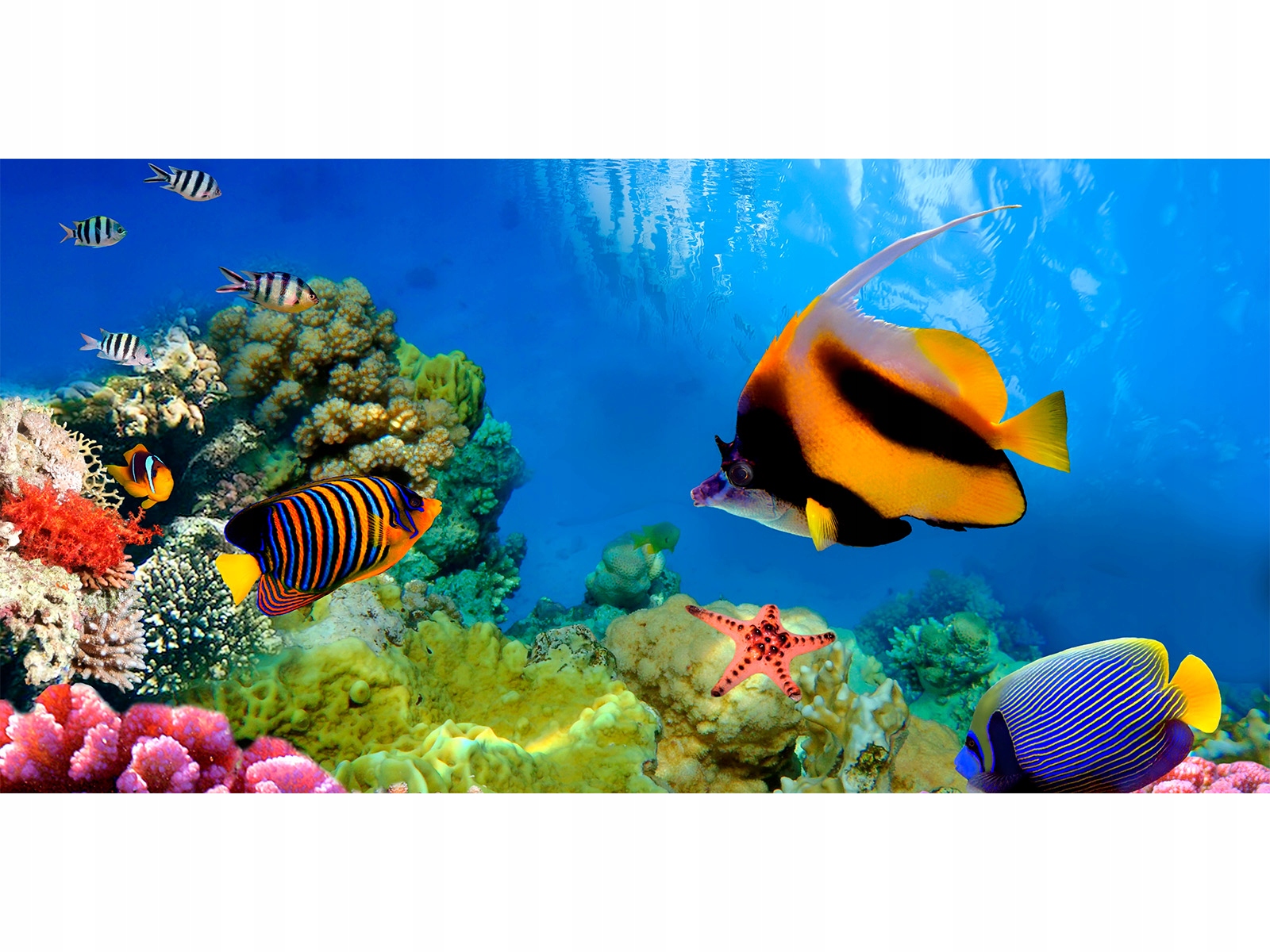 Mata ochronna na biurko 140x65 Rybki Rafa Kolarowa