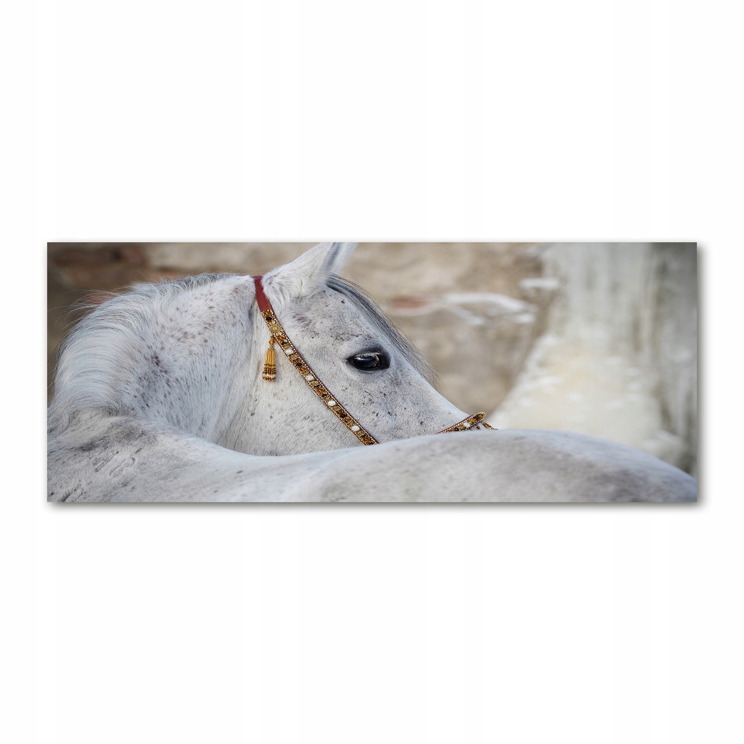 

Foto-obraz szkło akryl Biały koń arabski 125x50 cm