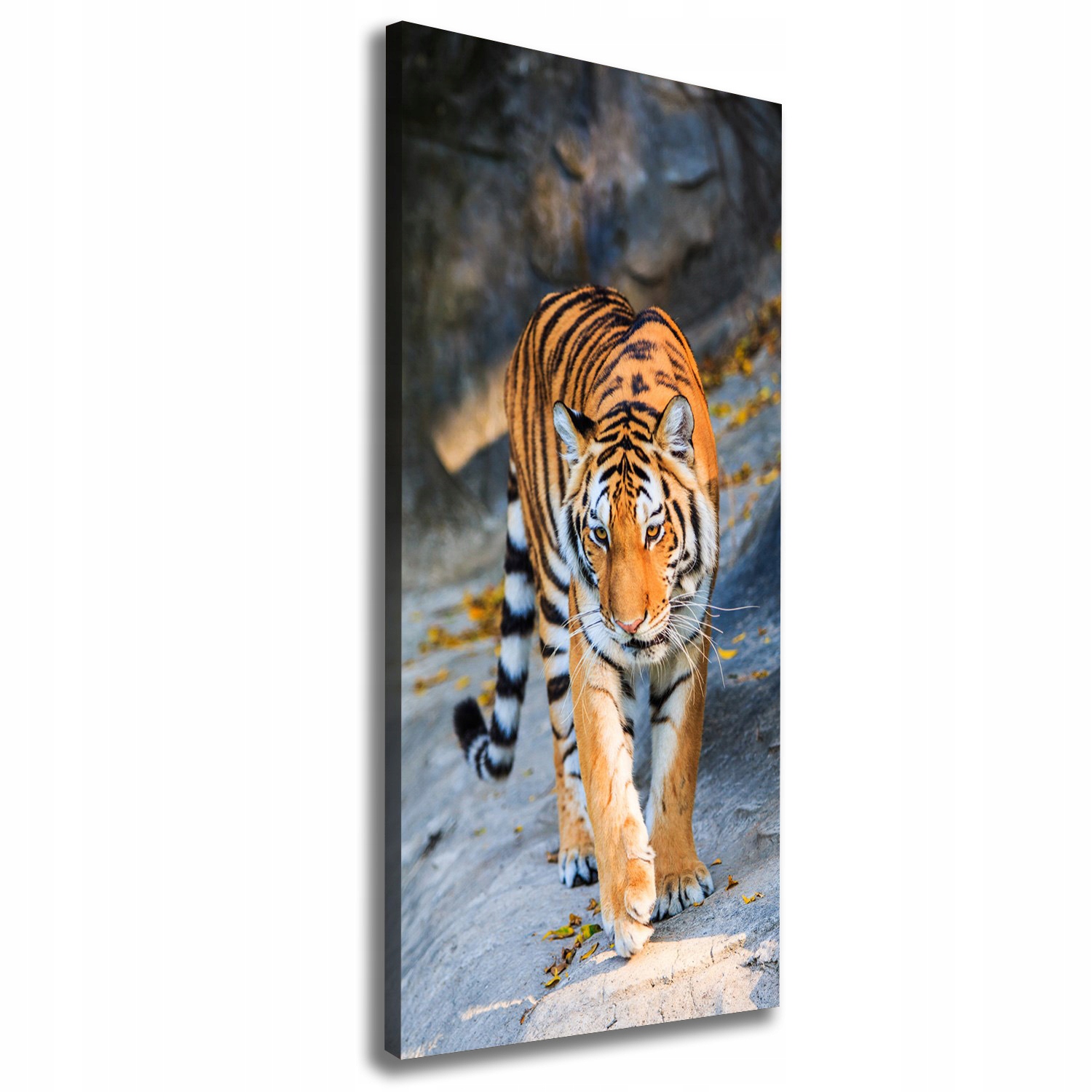 

Nowoczesny fotoobraz canvas na ramie Tygrys 50x125