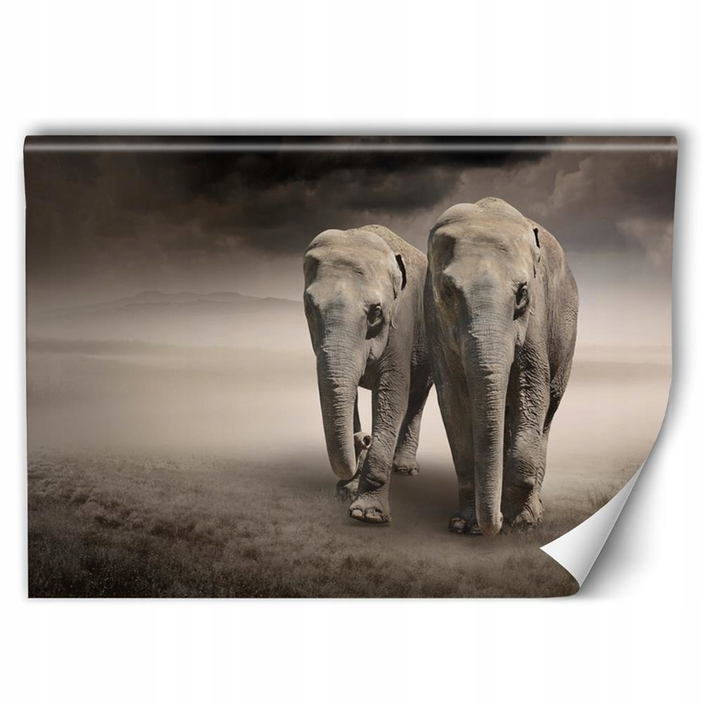 

Fototapeta Natura Salon Klej Gratis 400x266