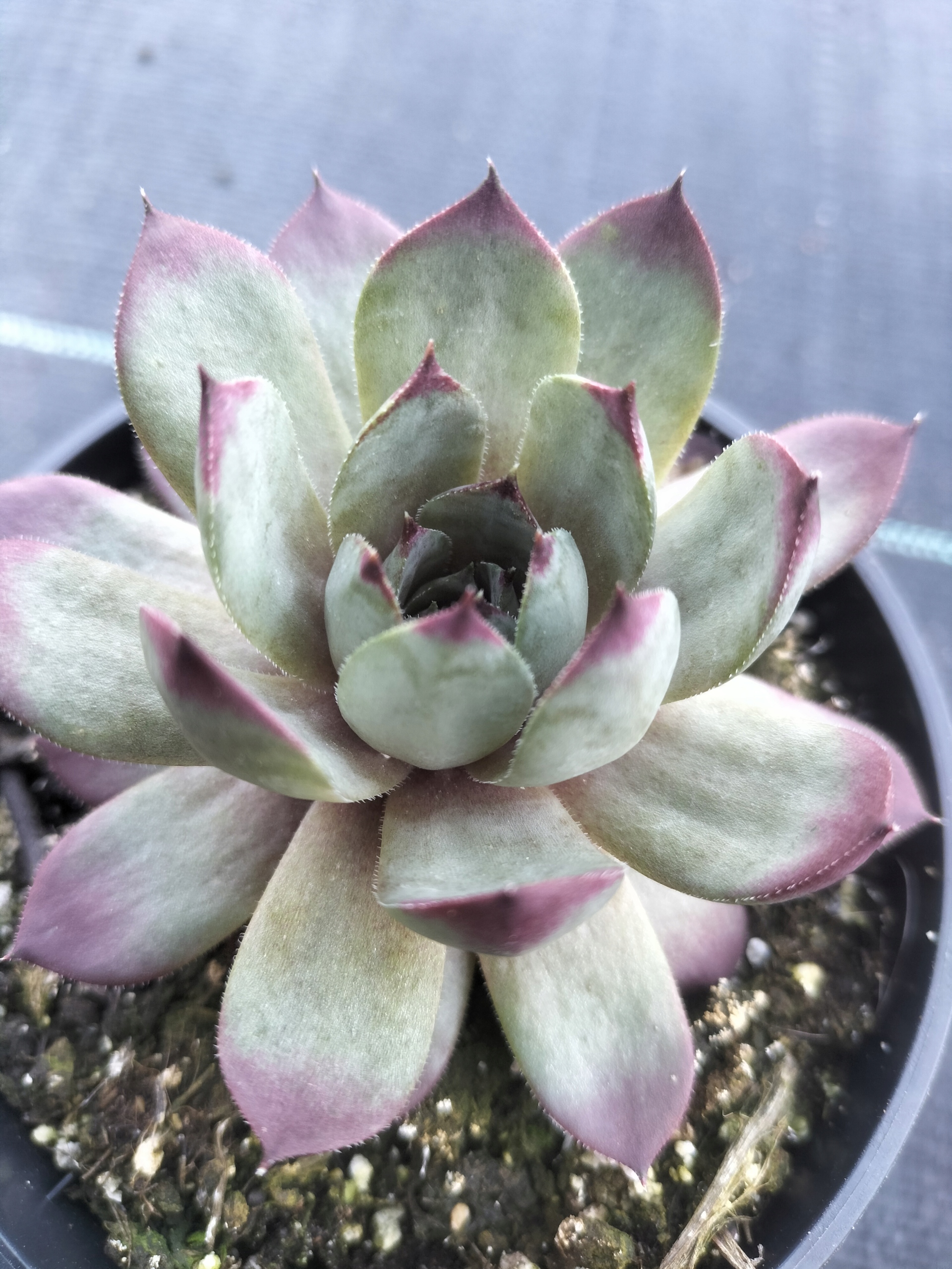 Rojnik 51 KWABBEOOT tworzy dużo rozet