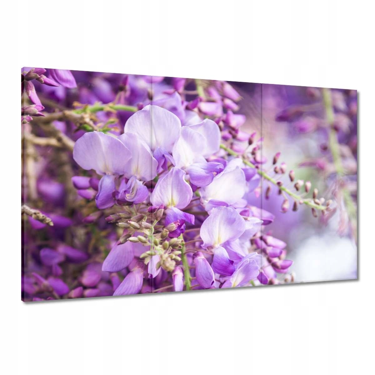 Obrazy 120x80 Fialové květiny