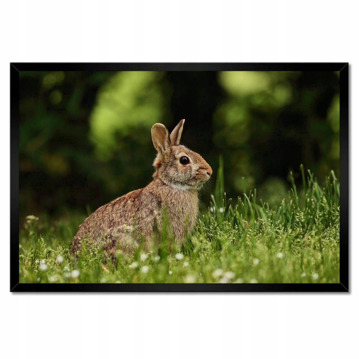 Plakáty v rámu 60x40 Zajíc Šařík na louce