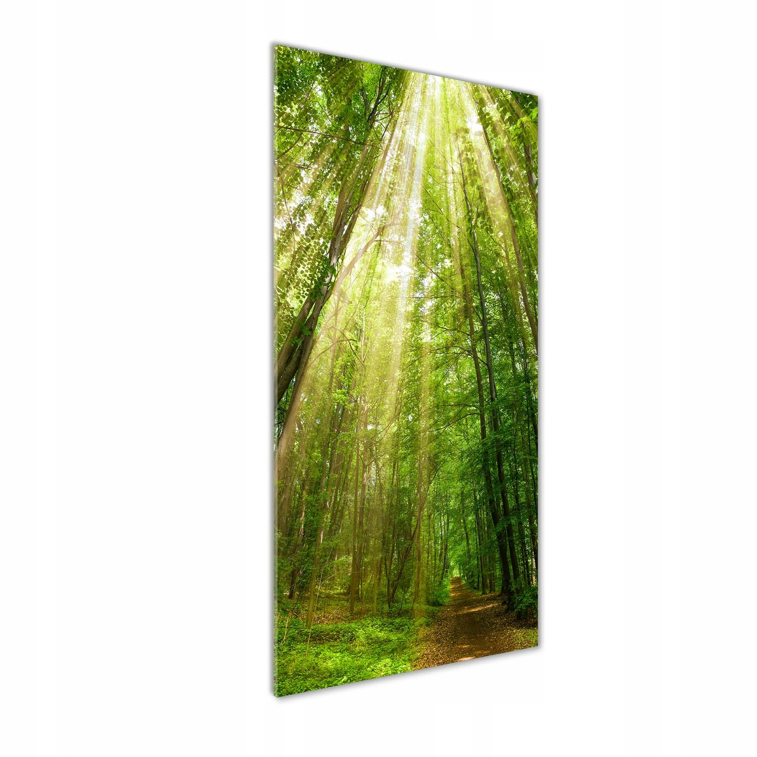 

Foto obraz na szkle pionowy Ścieżka w lesie 50x125