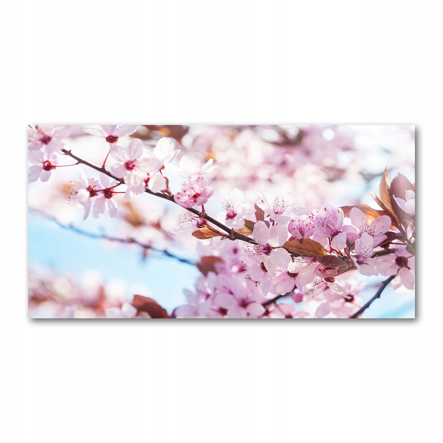 

Foto obraz akrylowy Kwiaty wiśni zdjęcie 140x70 cm
