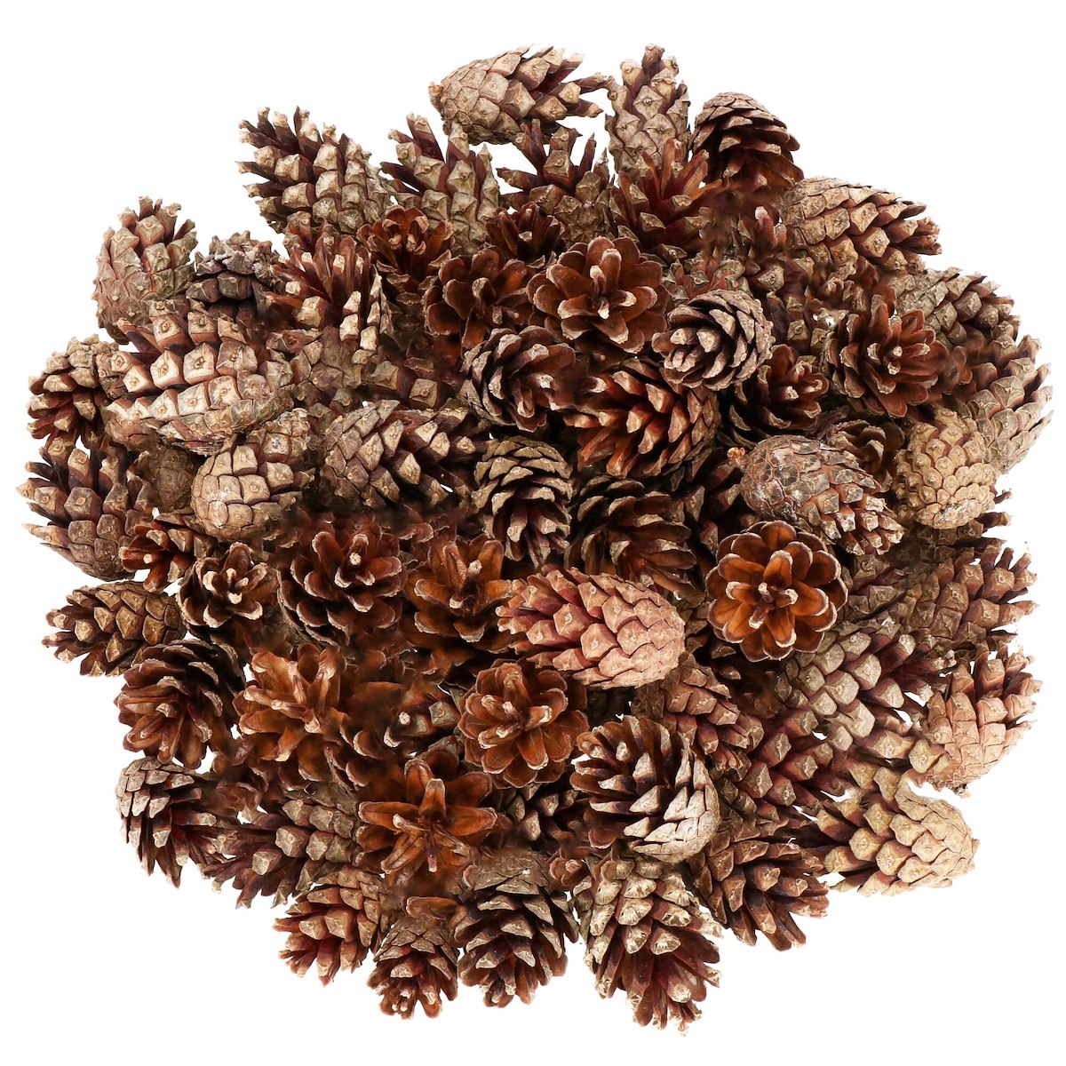 

Szyszki Naturalne Dekoracja Susz 500g Szyszka
