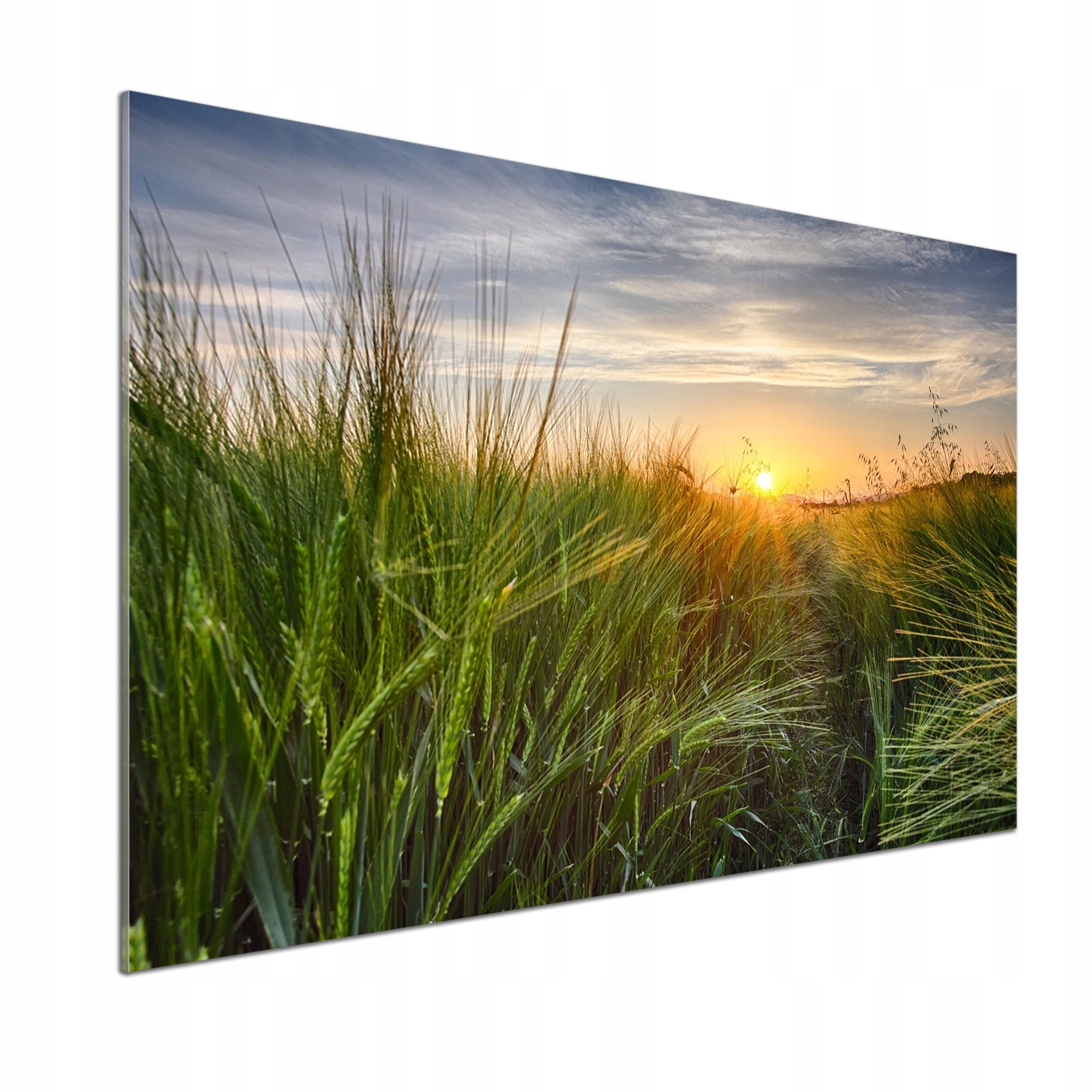 Panel do kuchyne Pšeničné pole 100 x 70 cm Lepidlo